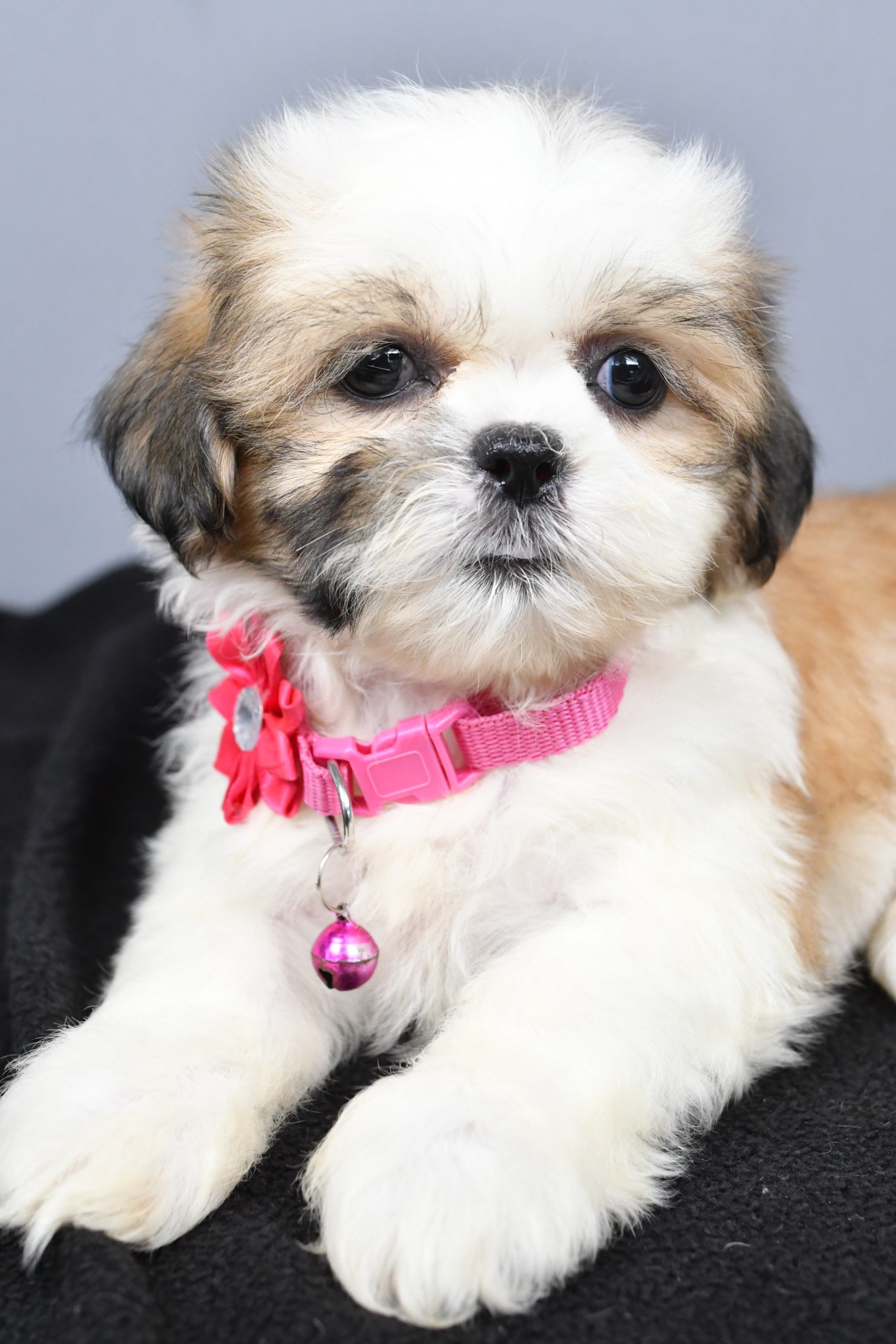 Miss Candy The Shihtzu - Image 5