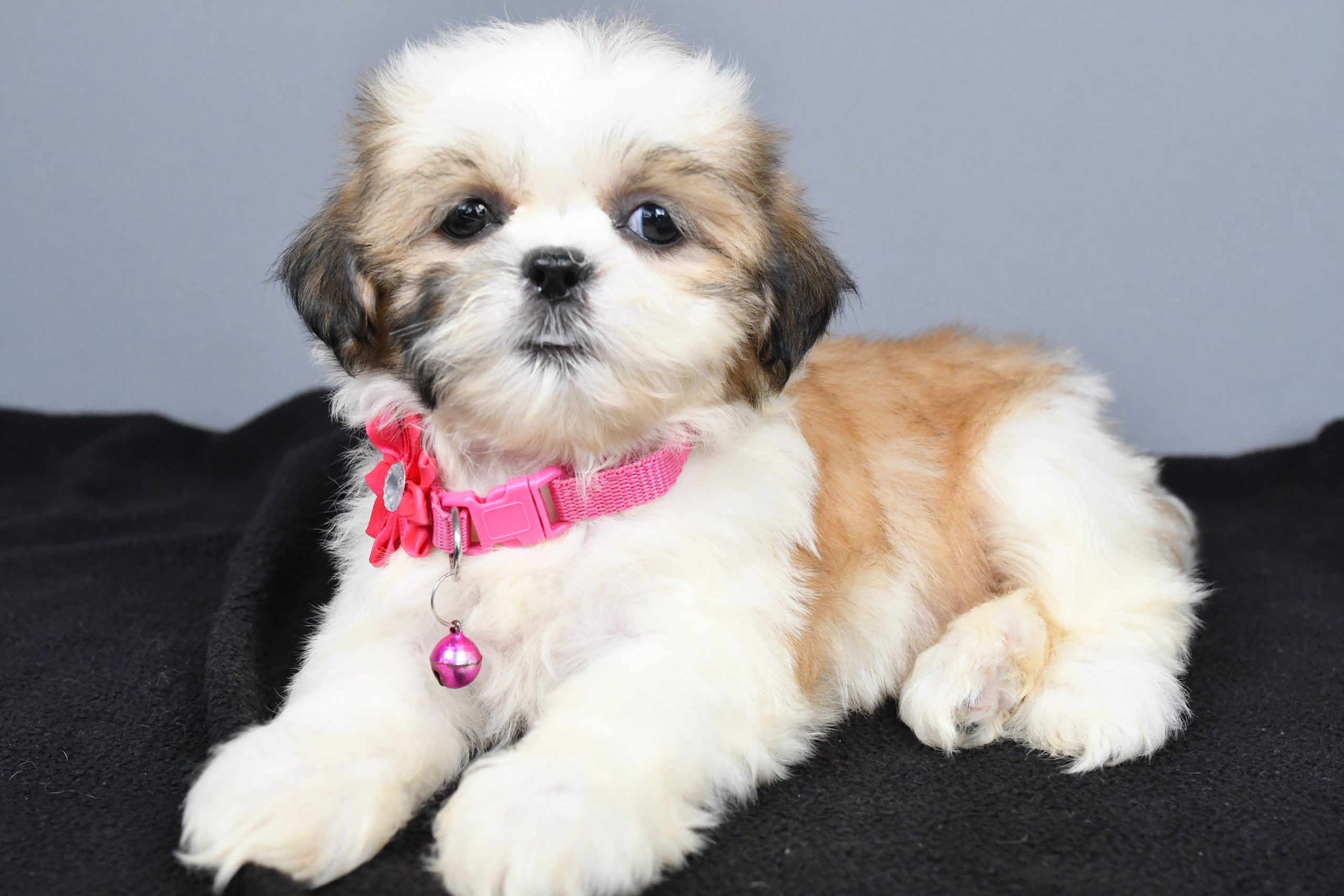 Miss Candy The Shihtzu - Image 9