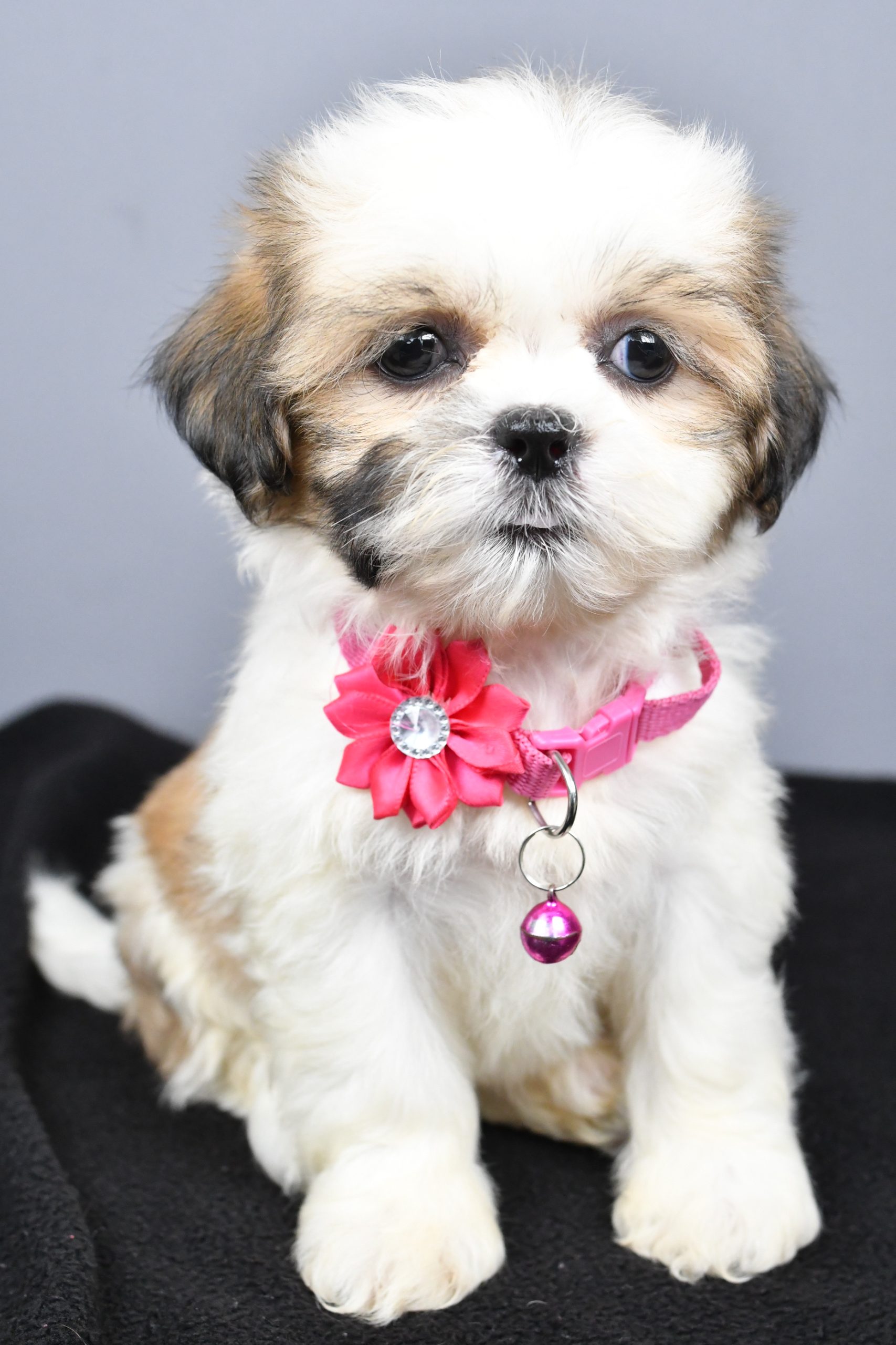 Miss Candy The Shihtzu - Image 4