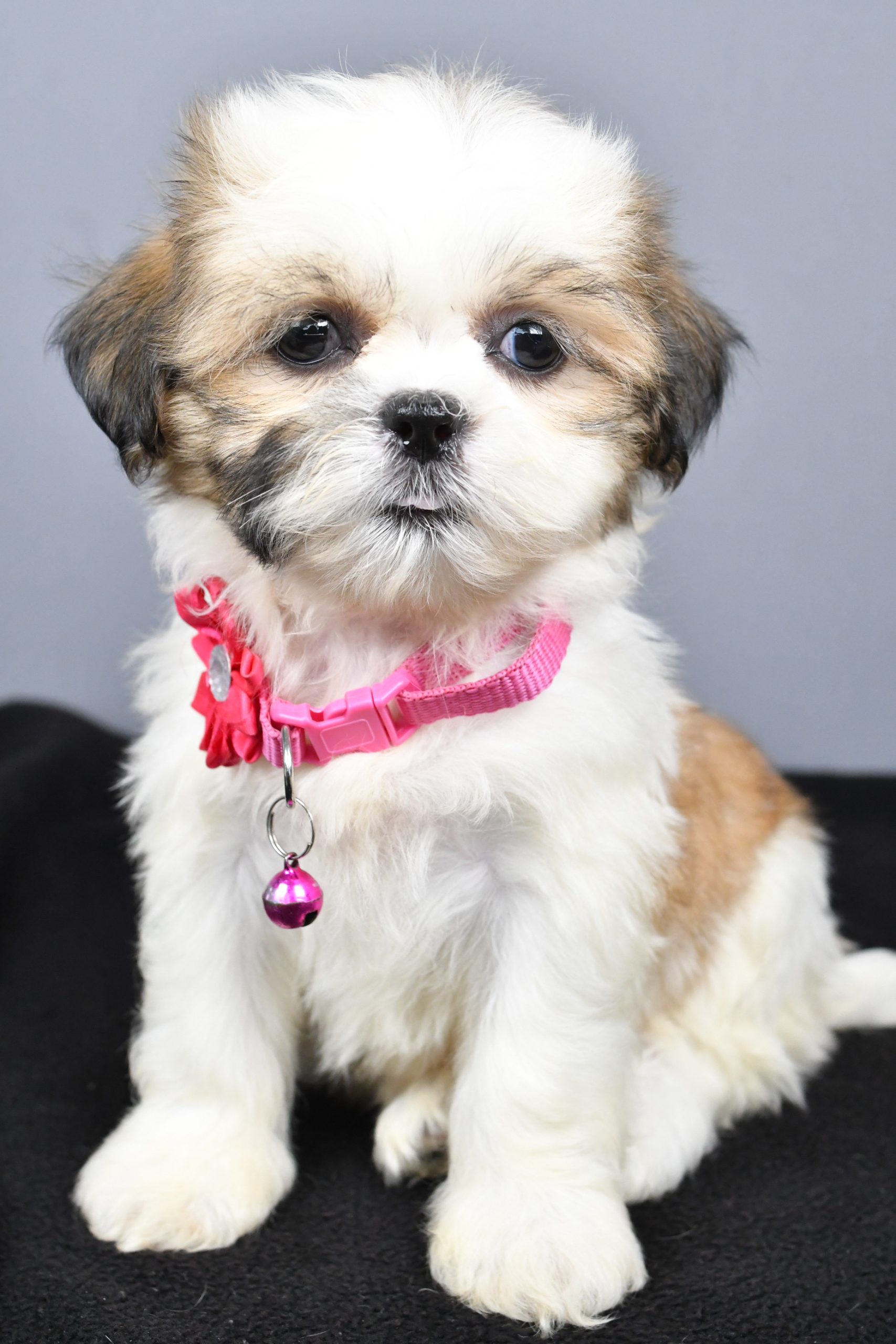Miss Candy The Shihtzu - Image 2