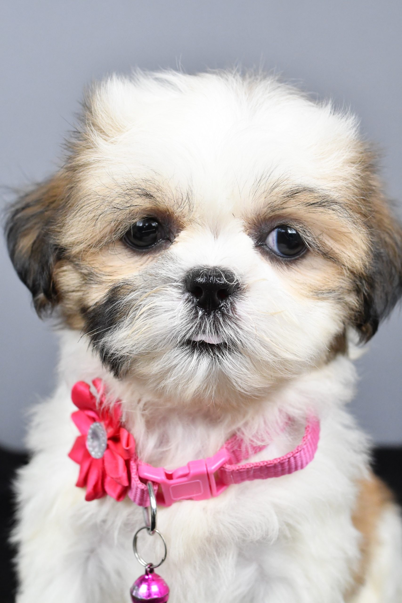 Miss Candy The Shihtzu - Image 3