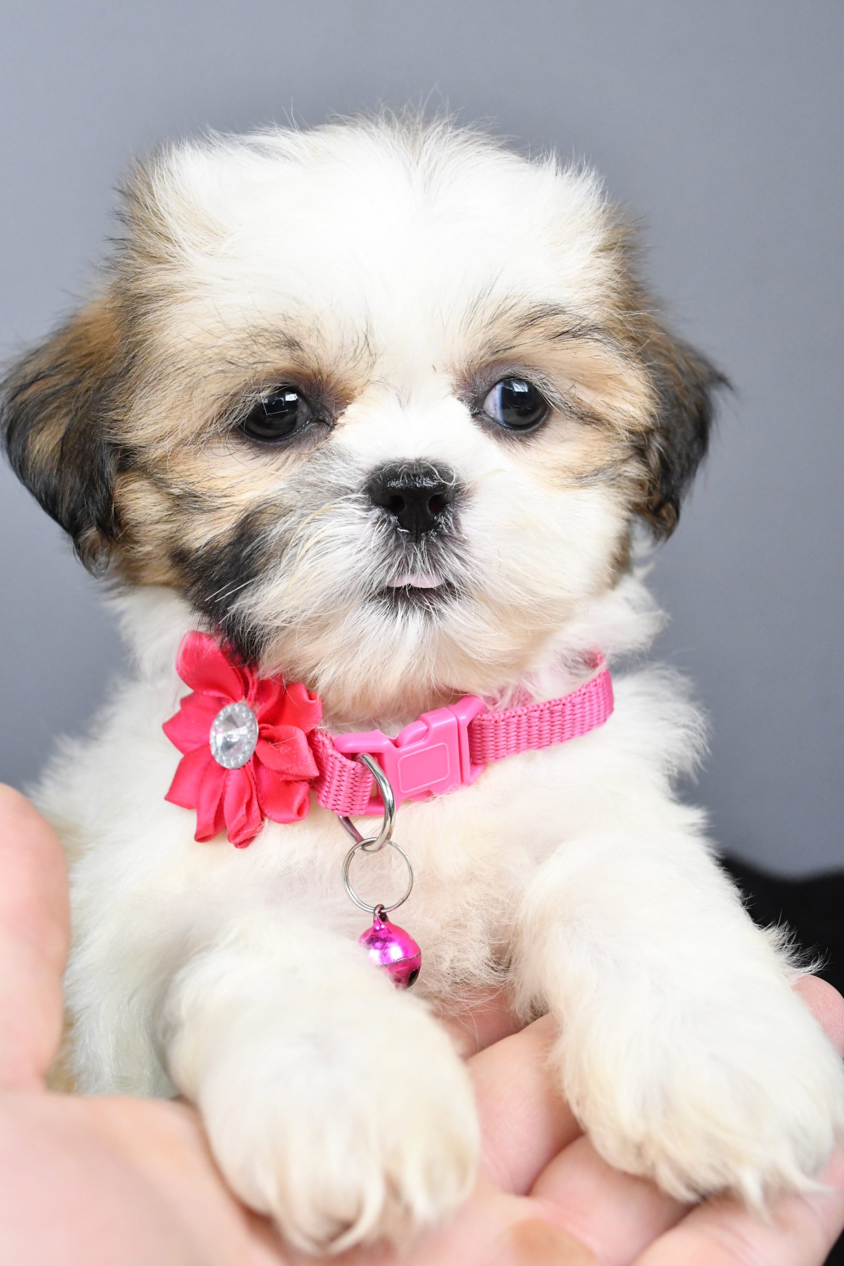 Miss Candy The Shihtzu