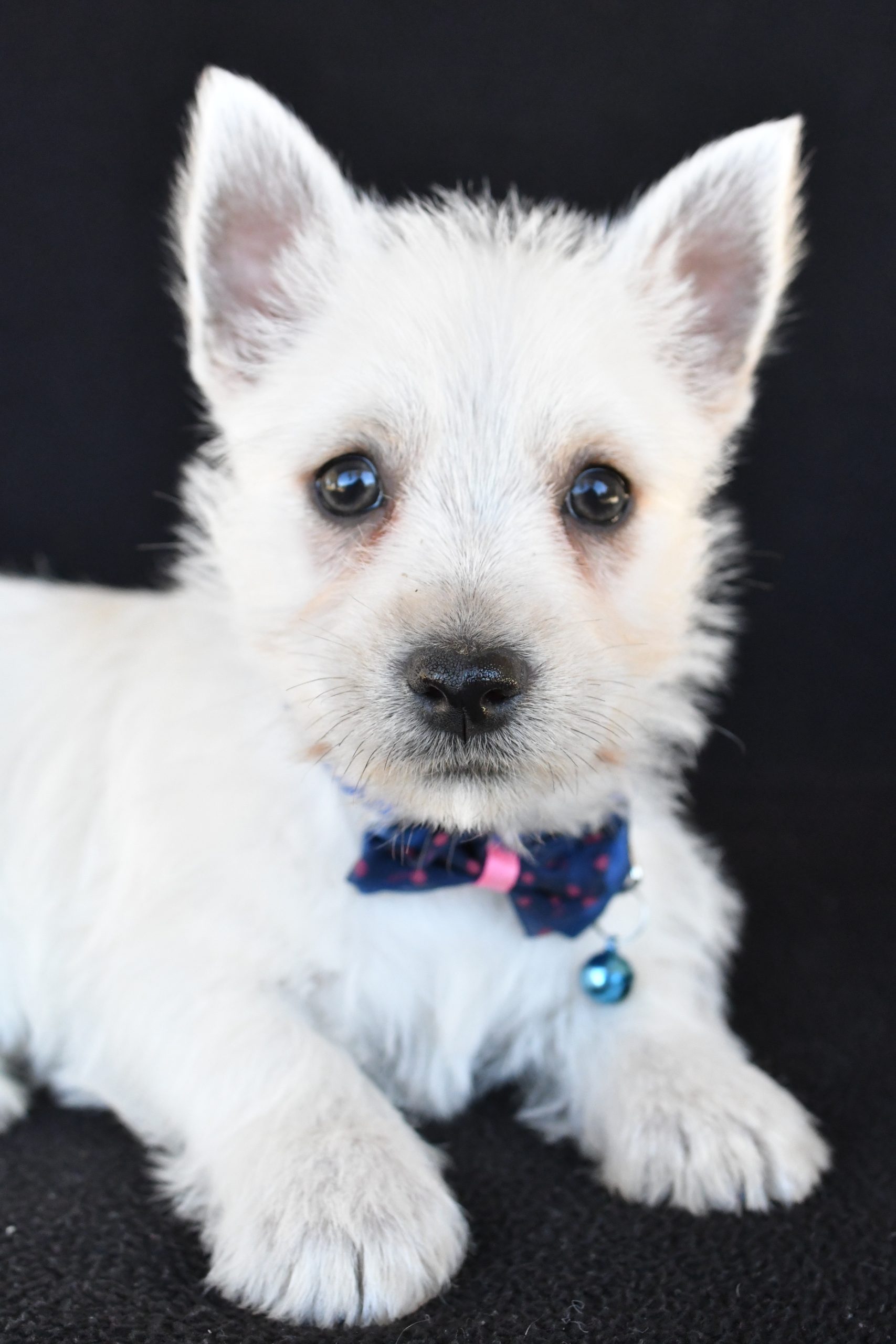 Mr. Kobe The West Highland White Terrier - Image 3