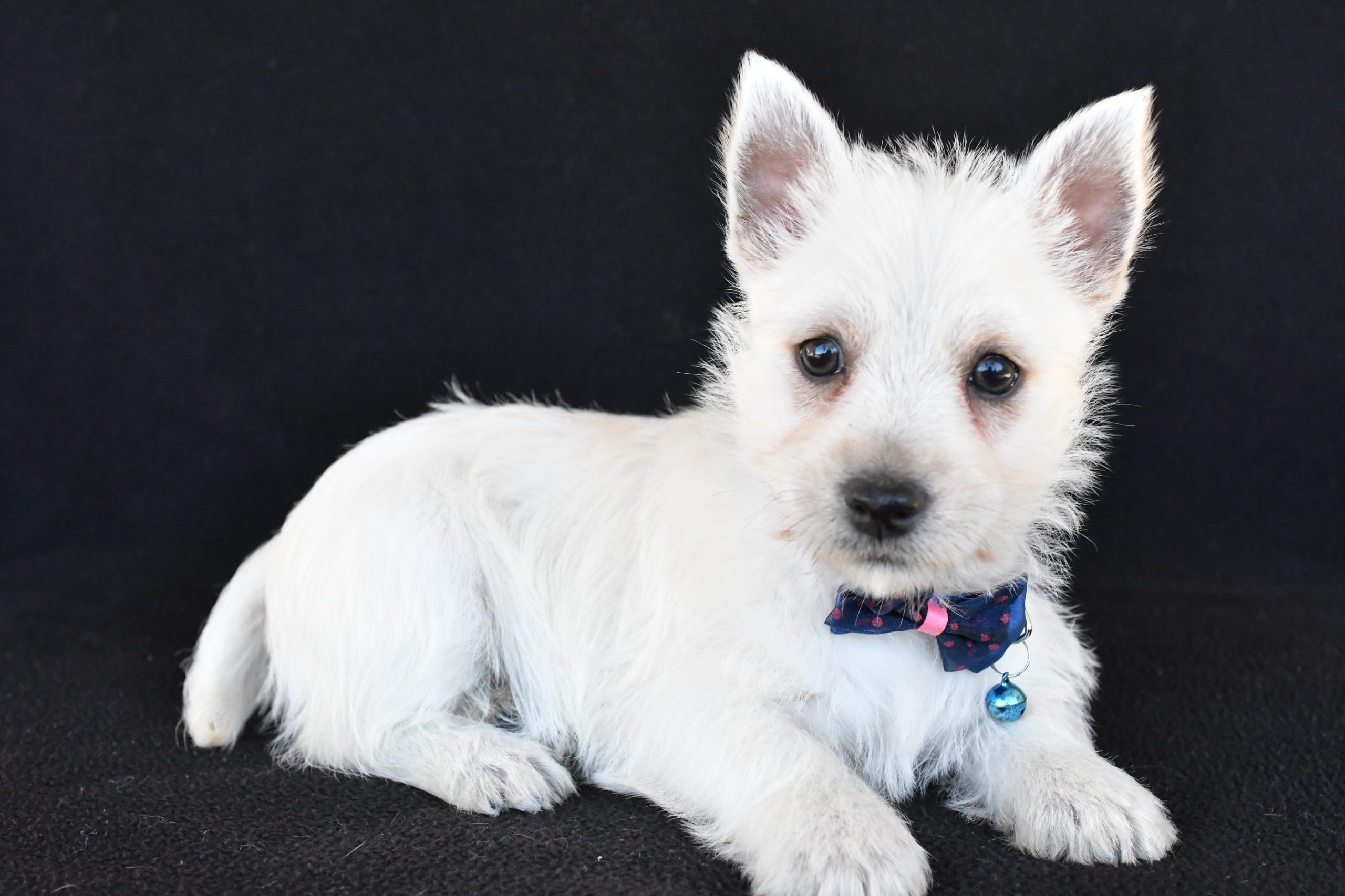 Mr. Kobe The West Highland White Terrier - Image 6