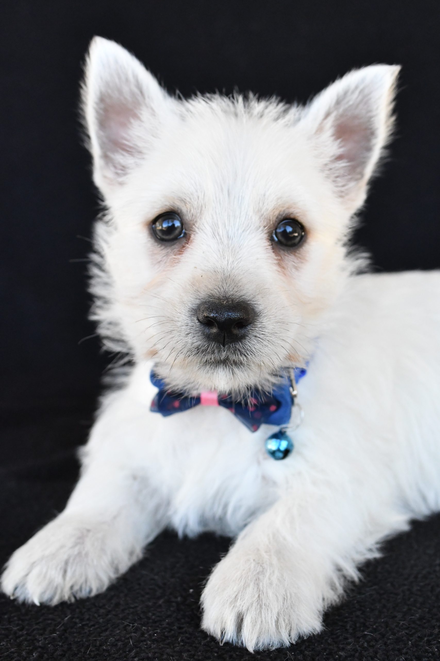 Mr. Kobe The West Highland White Terrier - Image 5