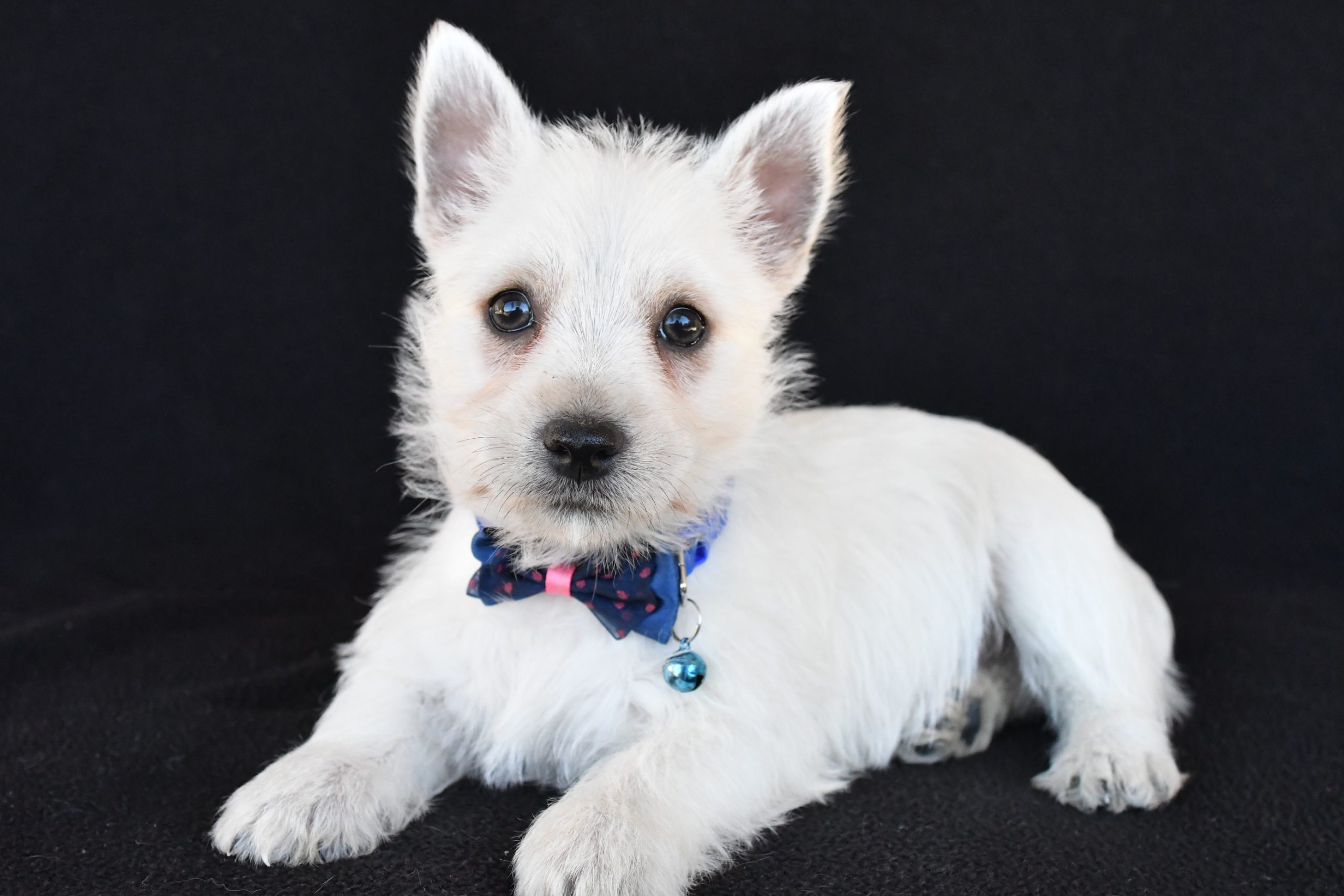 Mr. Kobe The West Highland White Terrier - Image 7