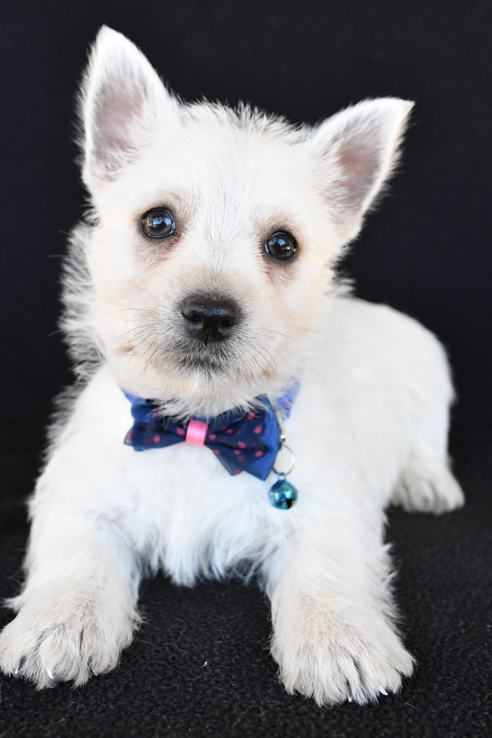 Mr. Kobe The West Highland White Terrier - Image 4