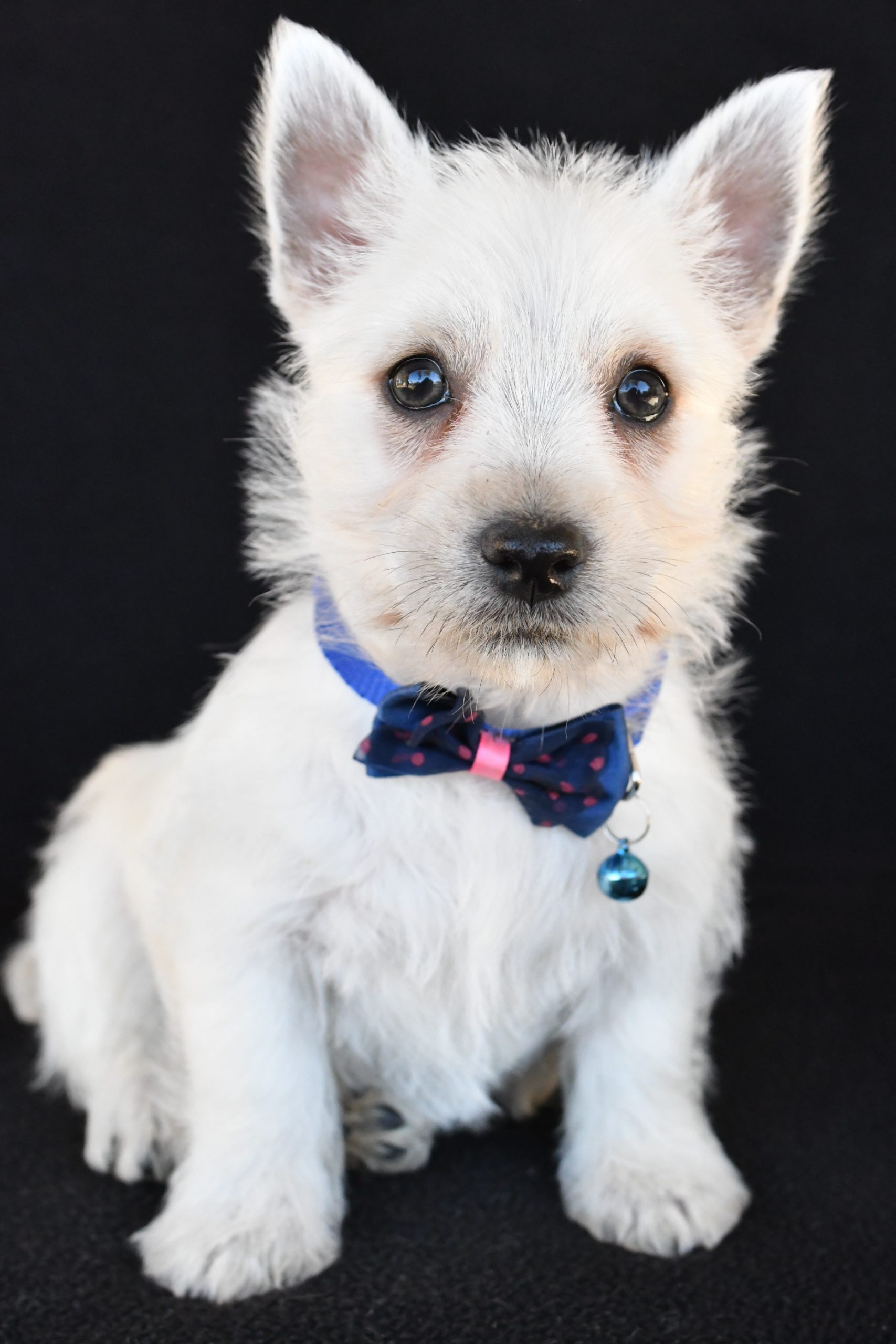 Mr. Kobe The West Highland White Terrier - Image 2