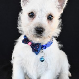 Mr. Kobe The West Highland White Terrier