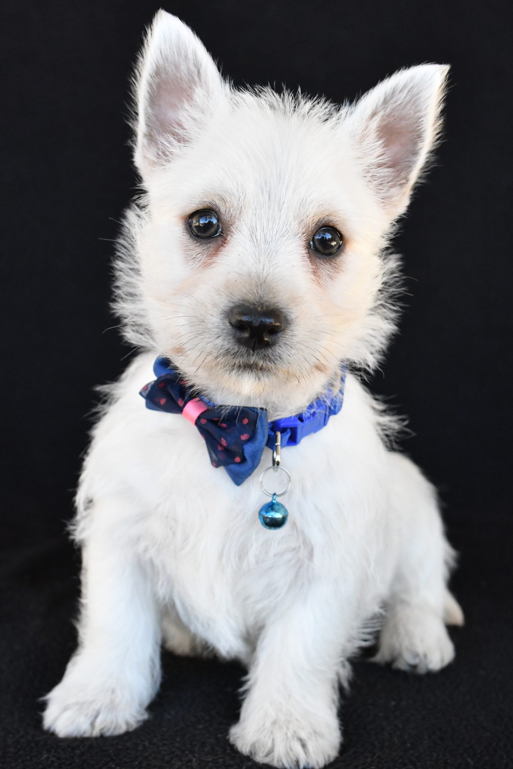 Mr. Kobe The West Highland White Terrier