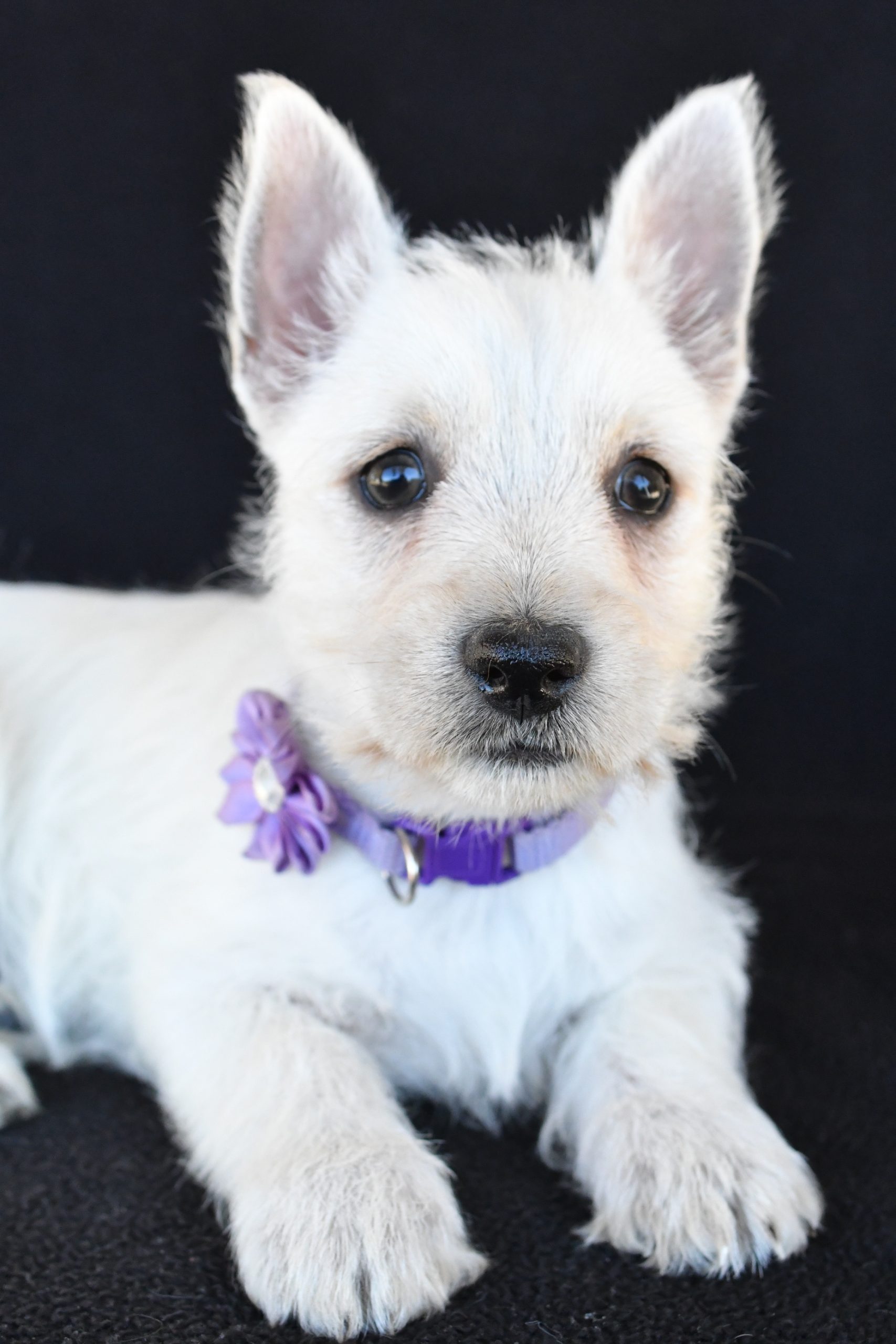 Mr. Kara The West Highland White Terrier - Image 10