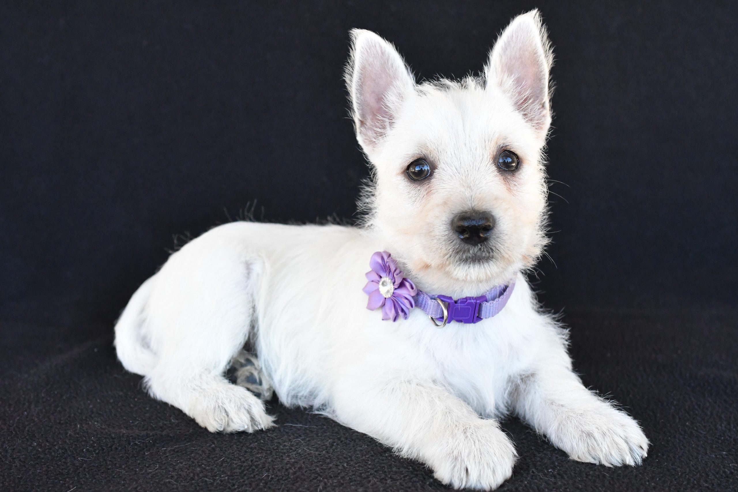 Mr. Kara The West Highland White Terrier - Image 9