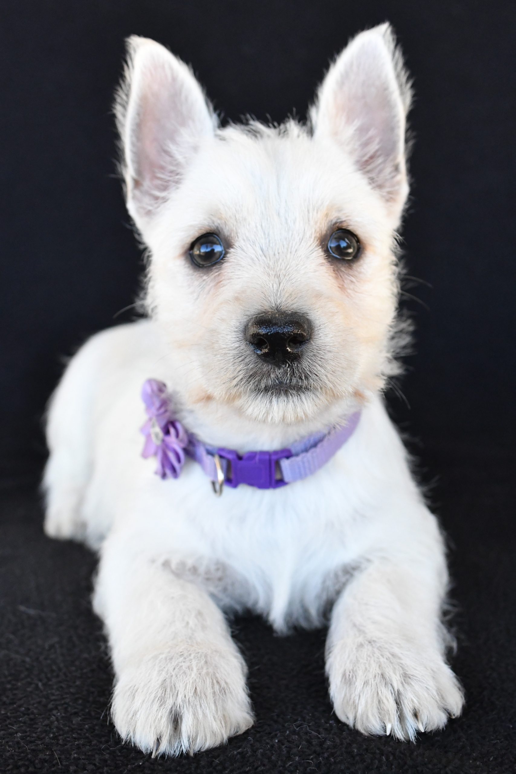 Mr. Kara The West Highland White Terrier - Image 7