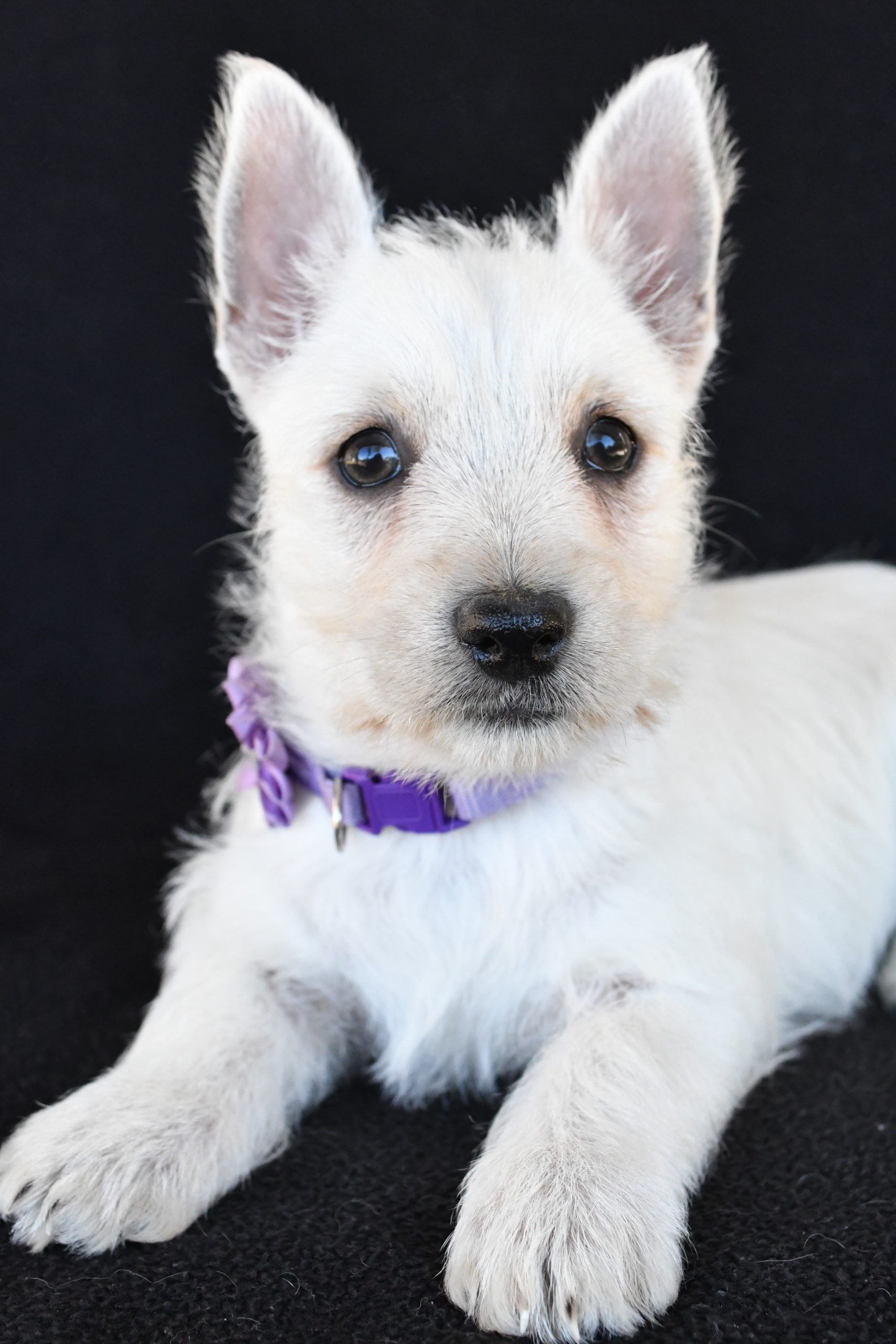 Mr. Kara The West Highland White Terrier - Image 5