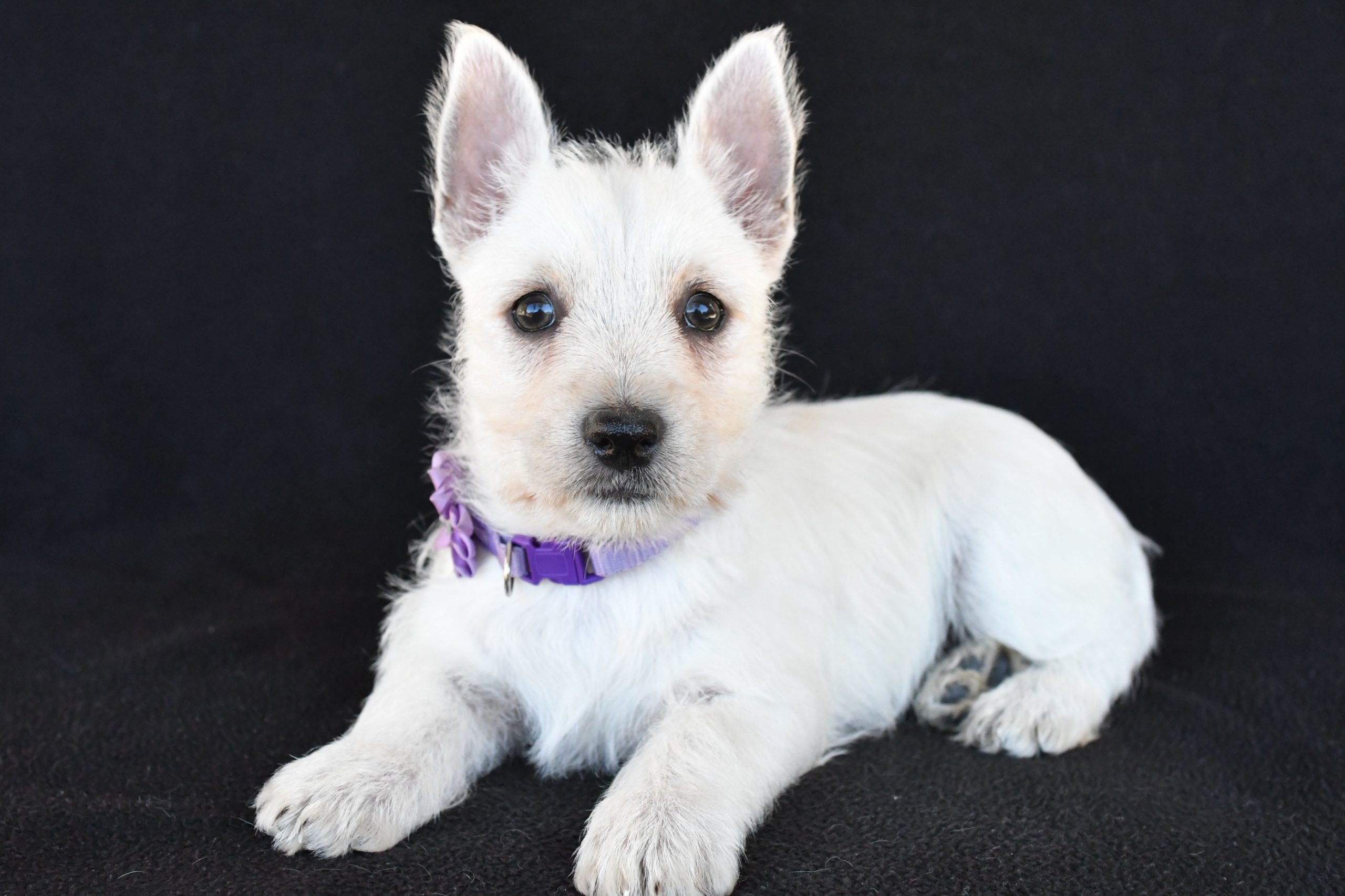 Mr. Kara The West Highland White Terrier - Image 8