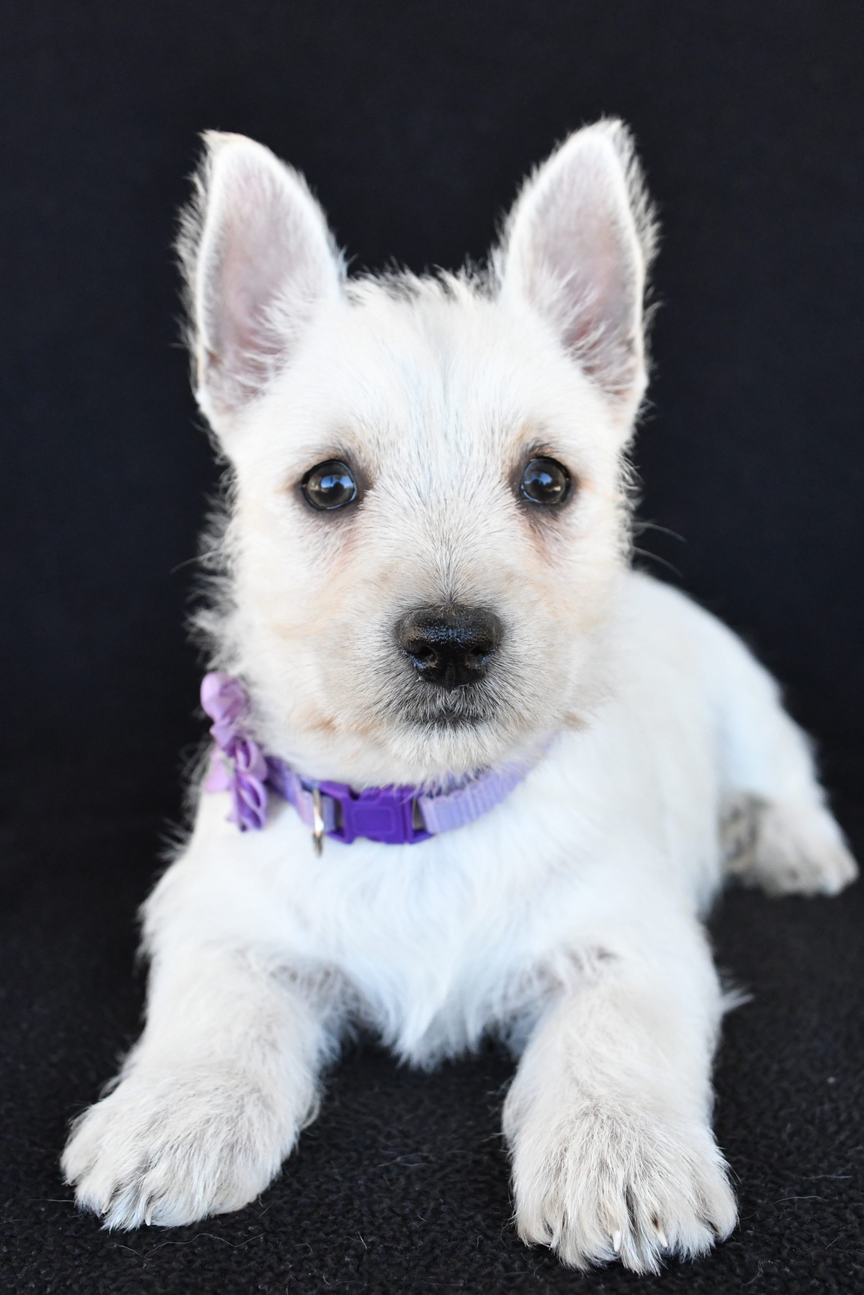 Mr. Kara The West Highland White Terrier - Image 6