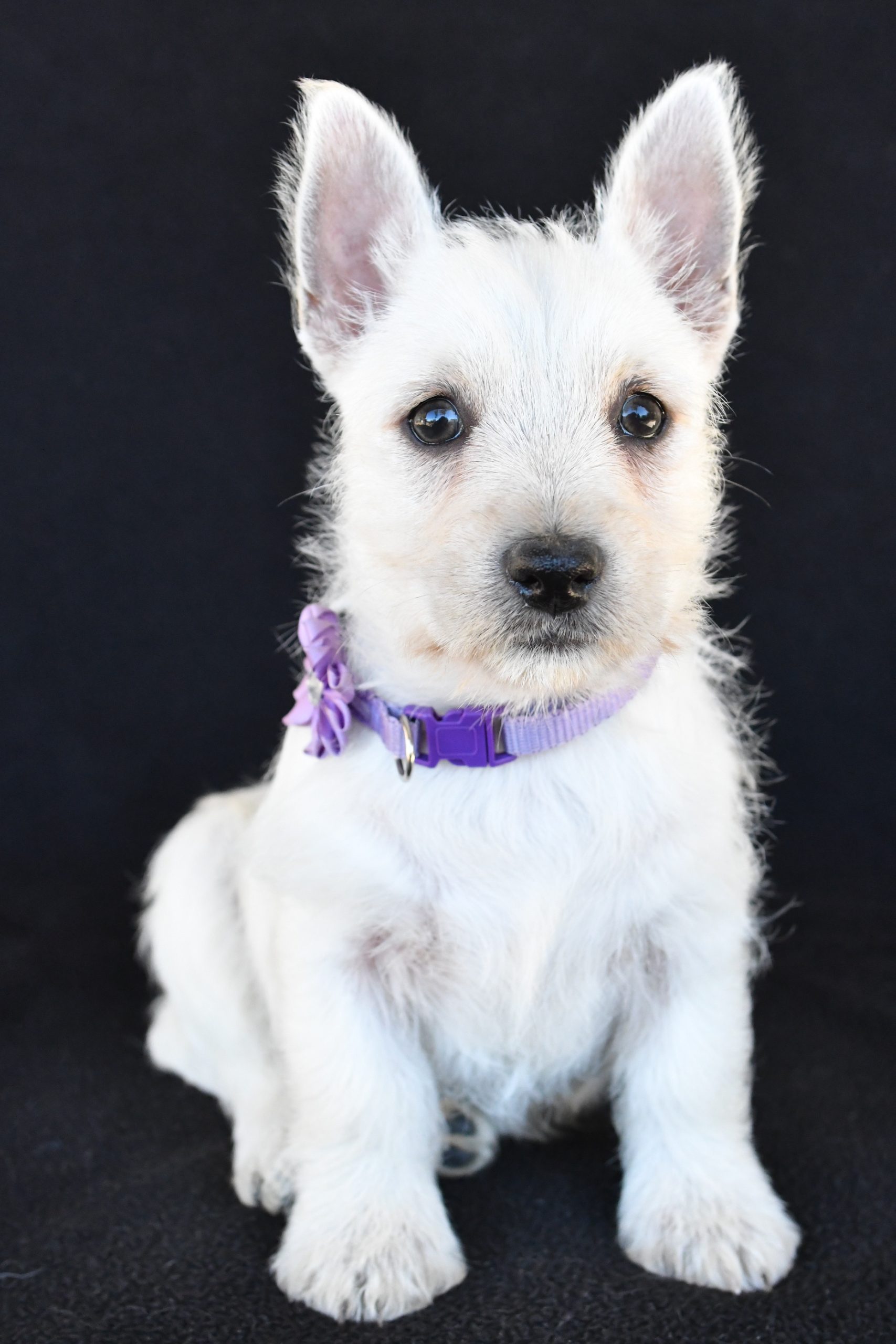 Mr. Kara The West Highland White Terrier - Image 2