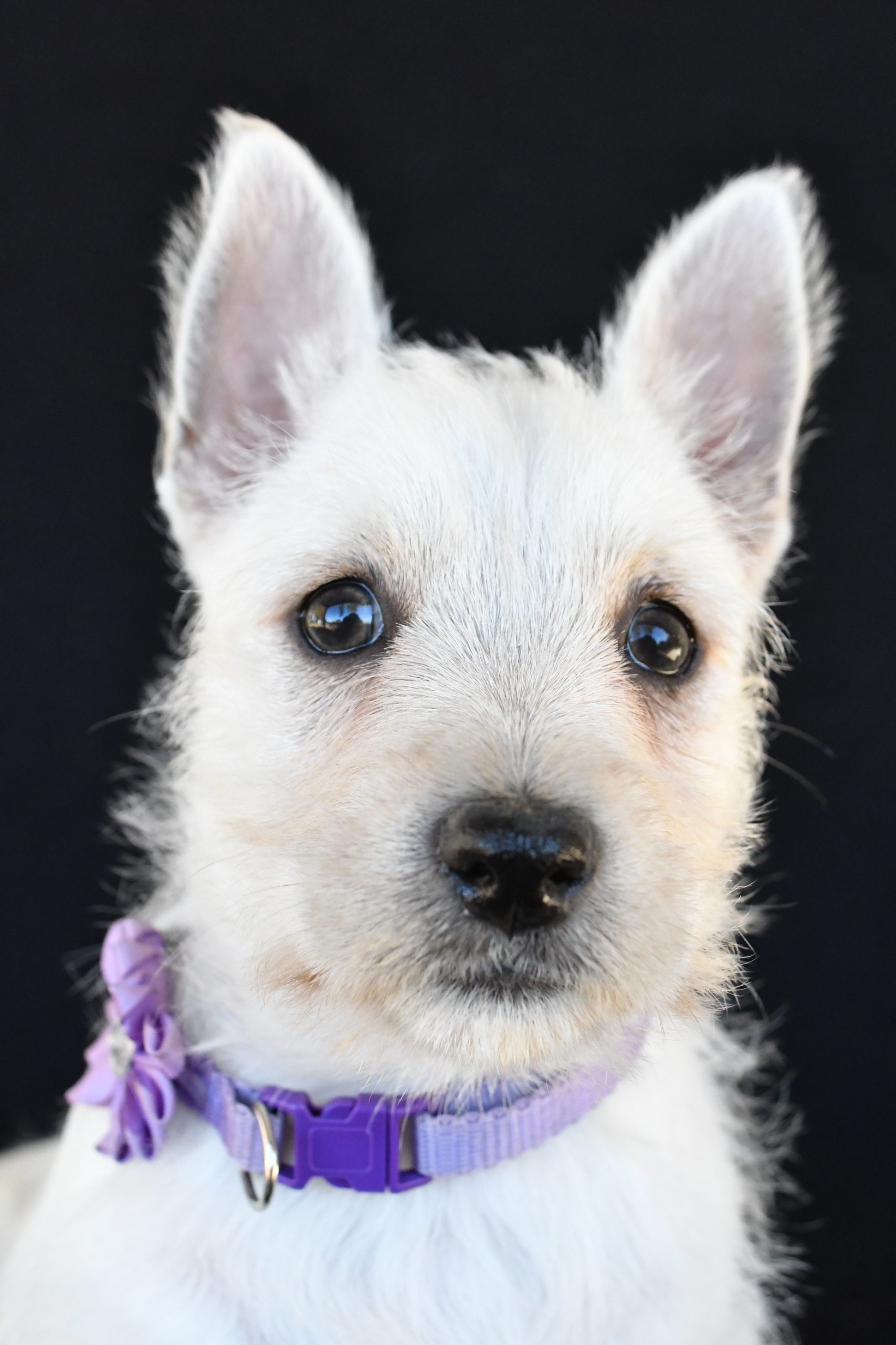 Mr. Kara The West Highland White Terrier - Image 4