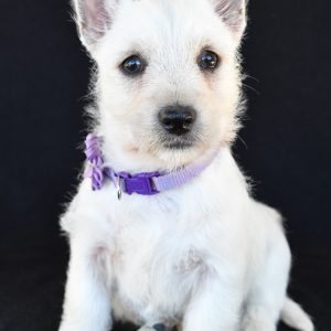 Mr. Kara The West Highland White Terrier