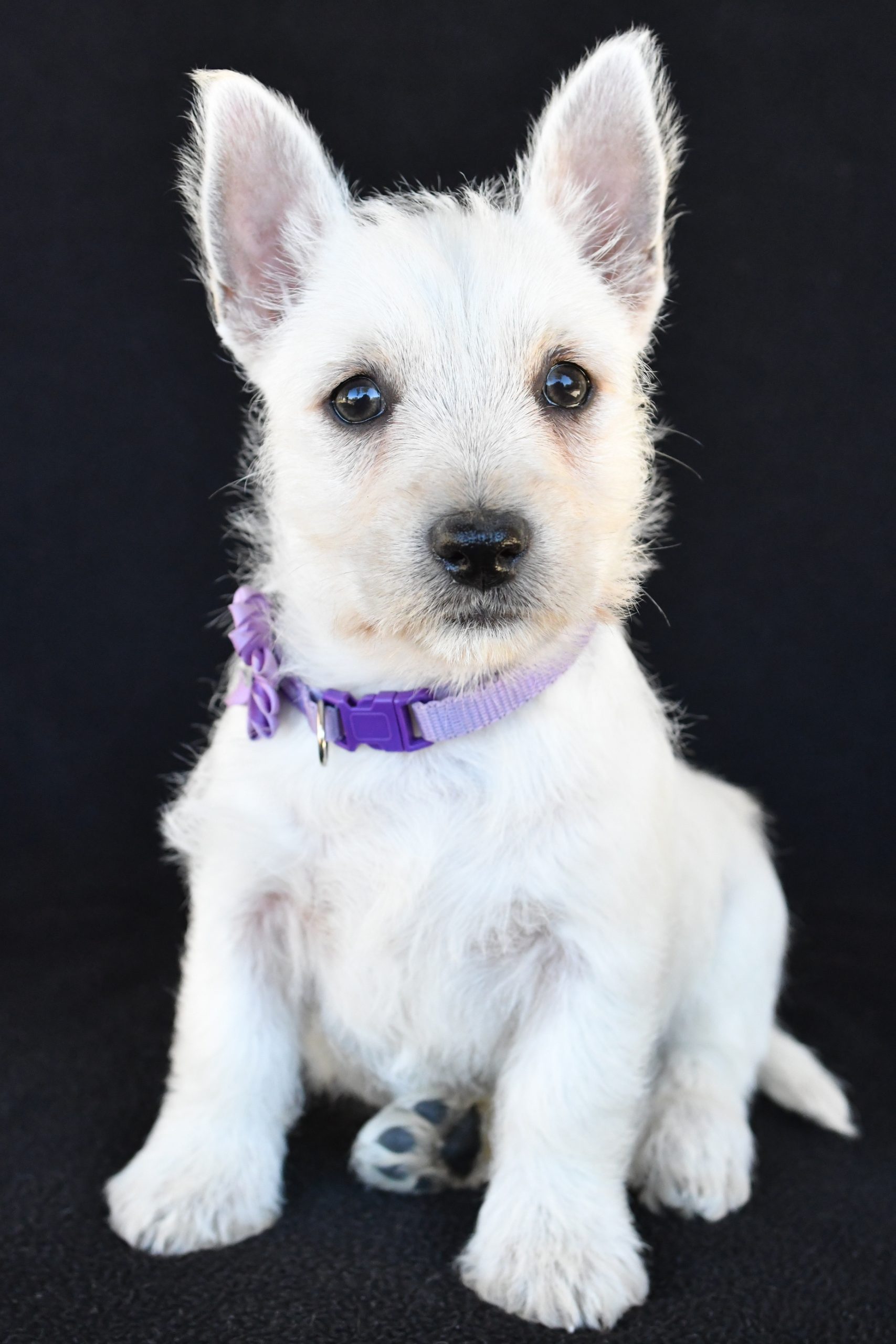 Mr. Kara The West Highland White Terrier