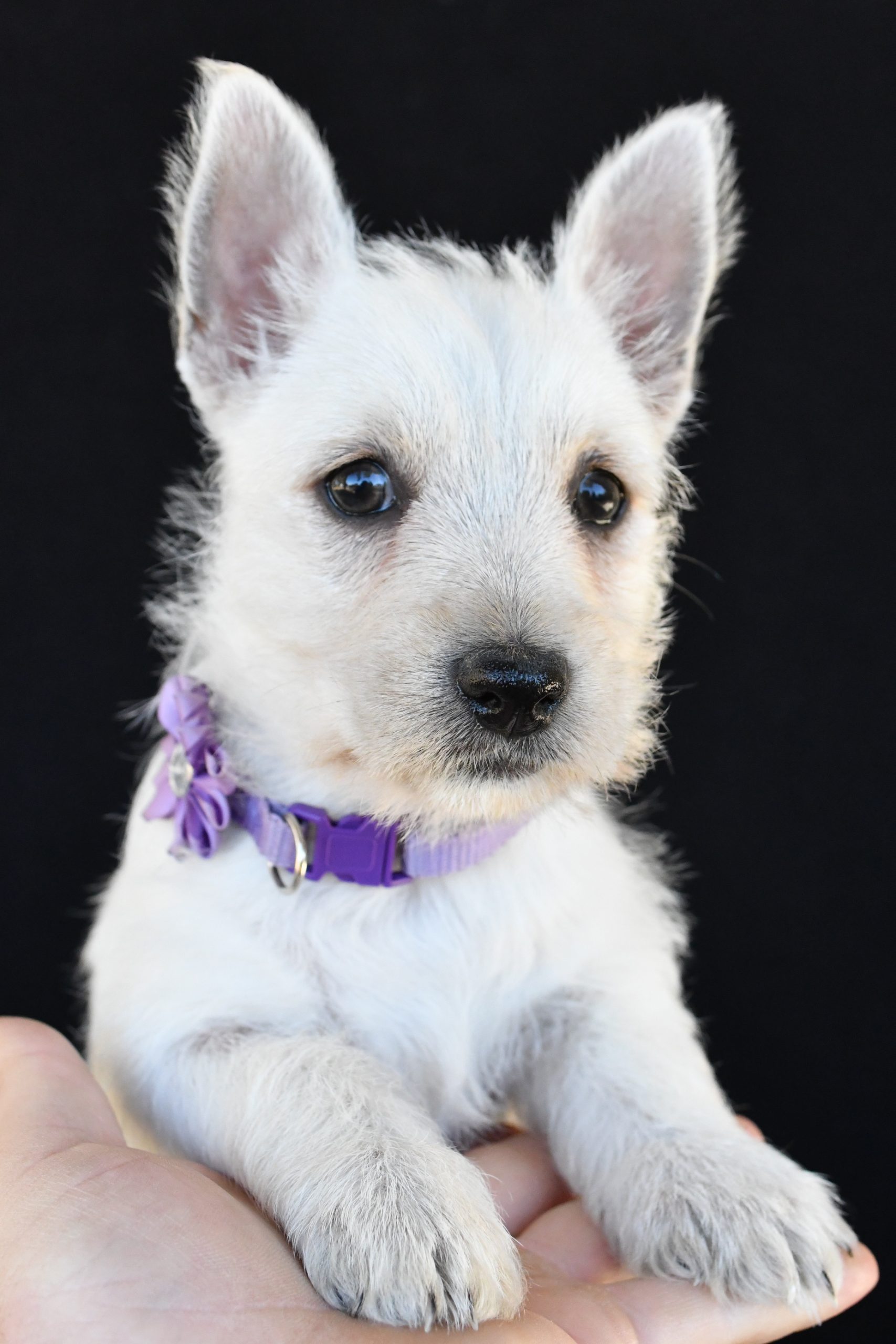 Mr. Kara The West Highland White Terrier - Image 3