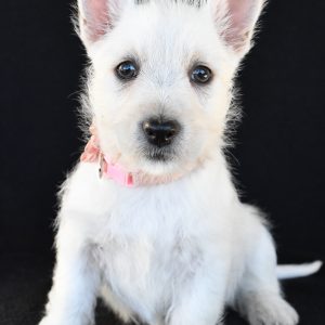 Mr. Kelsey The West Highland White Terrier