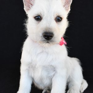 Mr. Kenzie The West Highland White Terrier