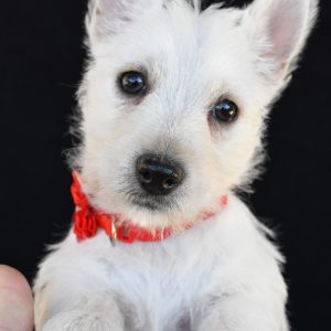 Mr. Kelly The West Highland White Terrier