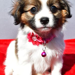 Miss Serena The Cavalier Mix