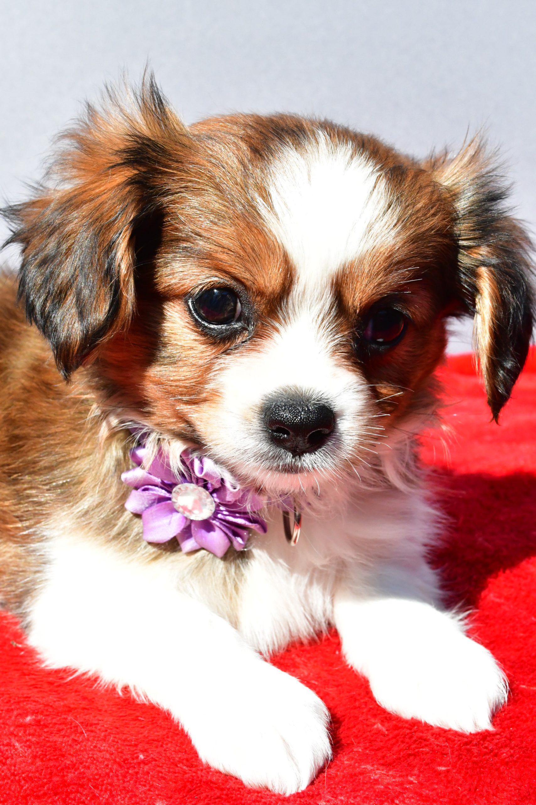 Miss Sierra The Cavalier Mix - Image 6