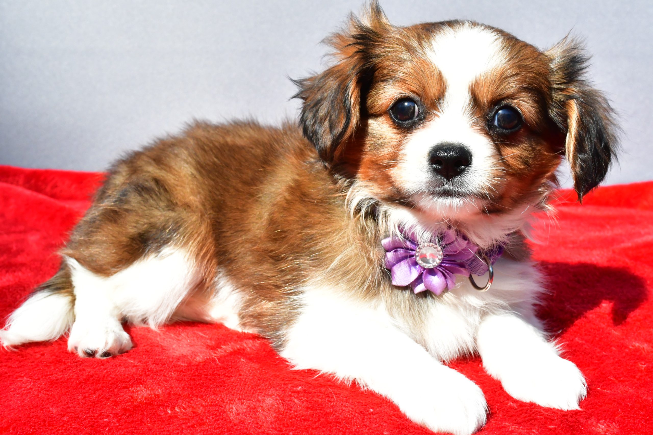 Miss Sierra The Cavalier Mix - Image 8