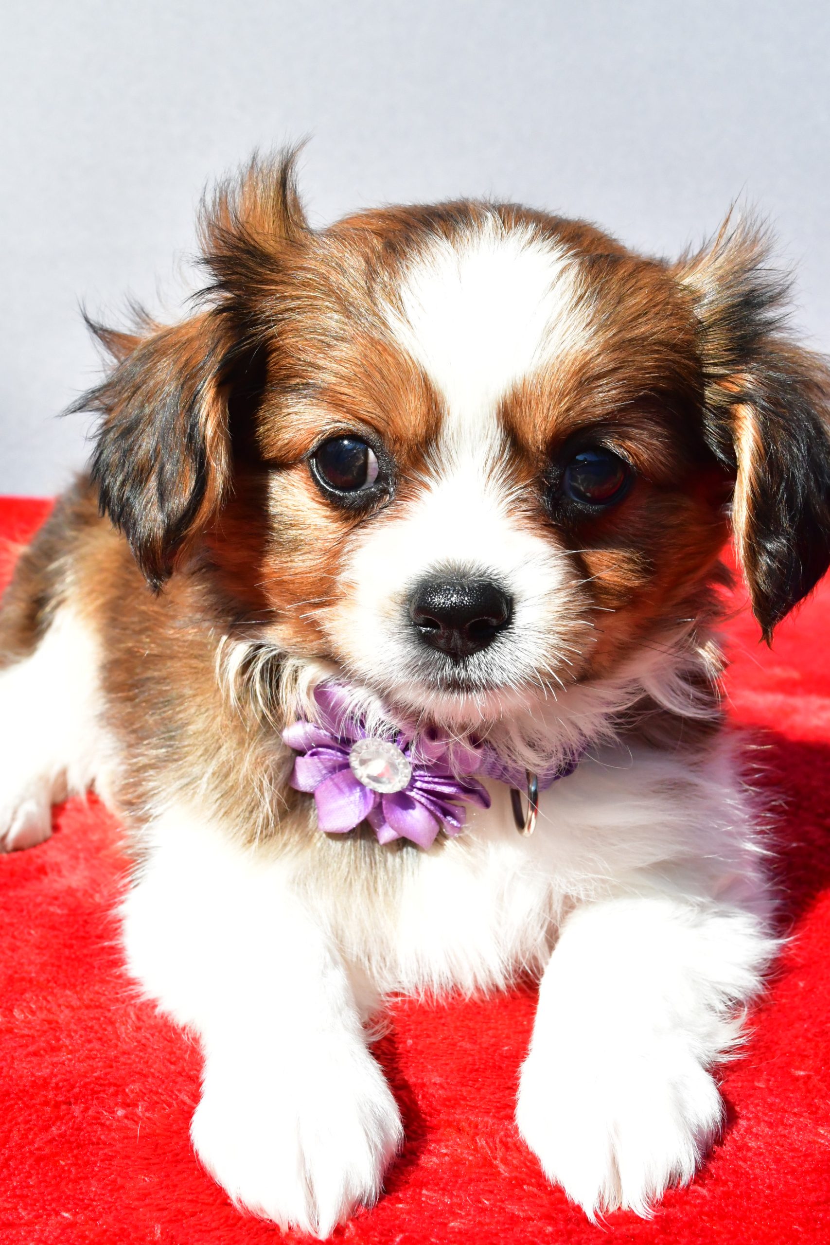 Miss Sierra The Cavalier Mix - Image 5