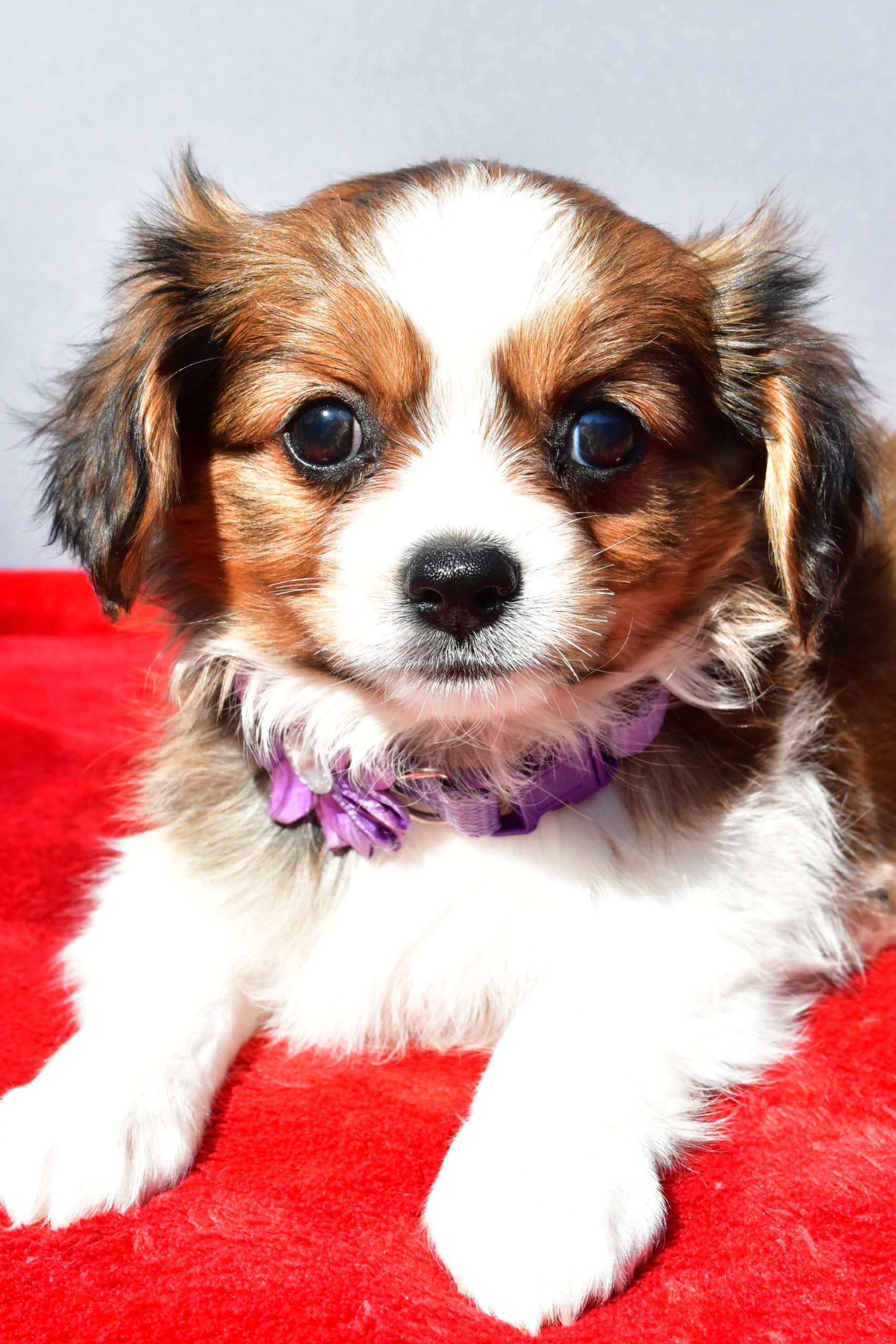 Miss Sierra The Cavalier Mix - Image 4