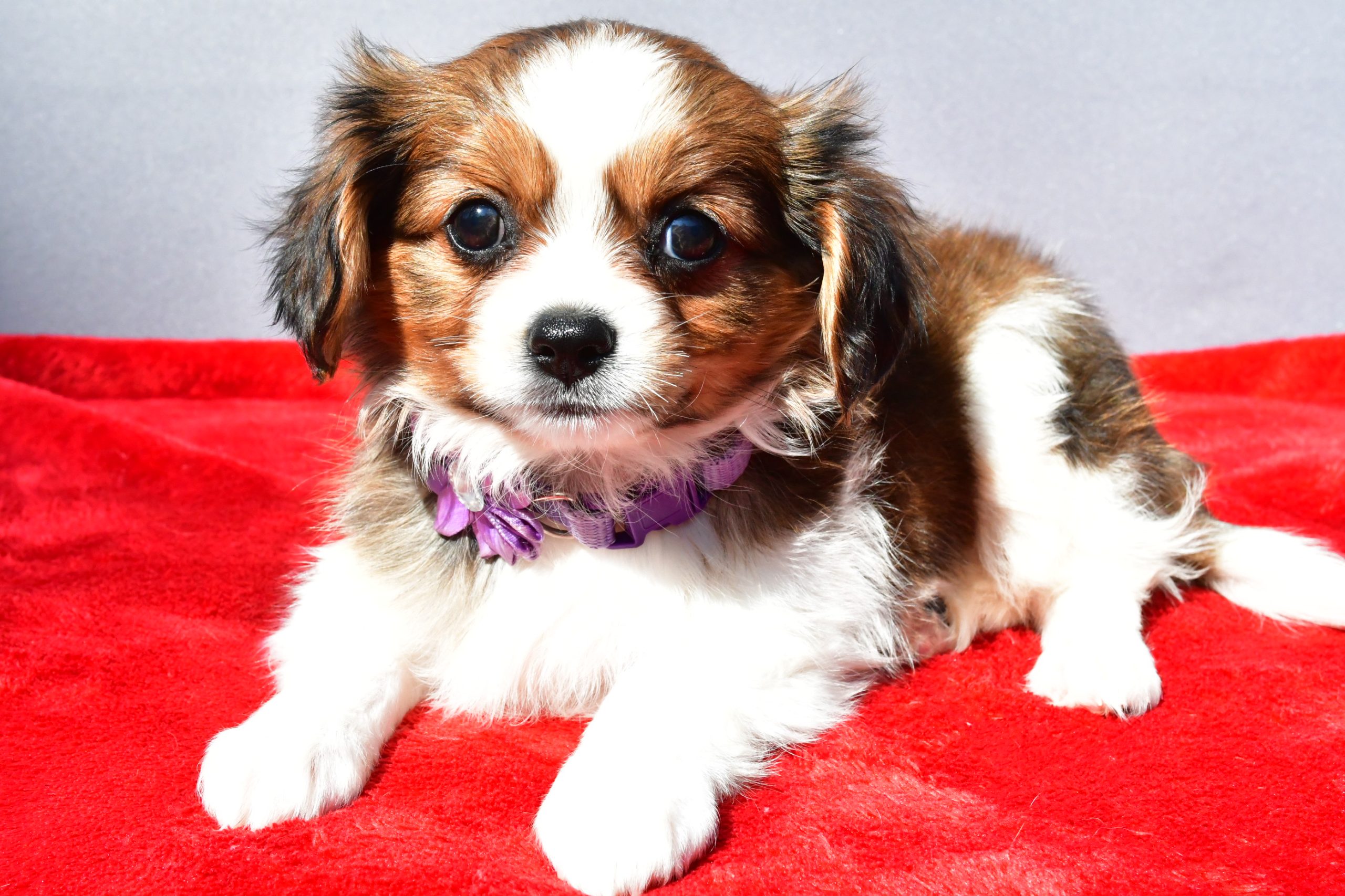 Miss Sierra The Cavalier Mix - Image 7