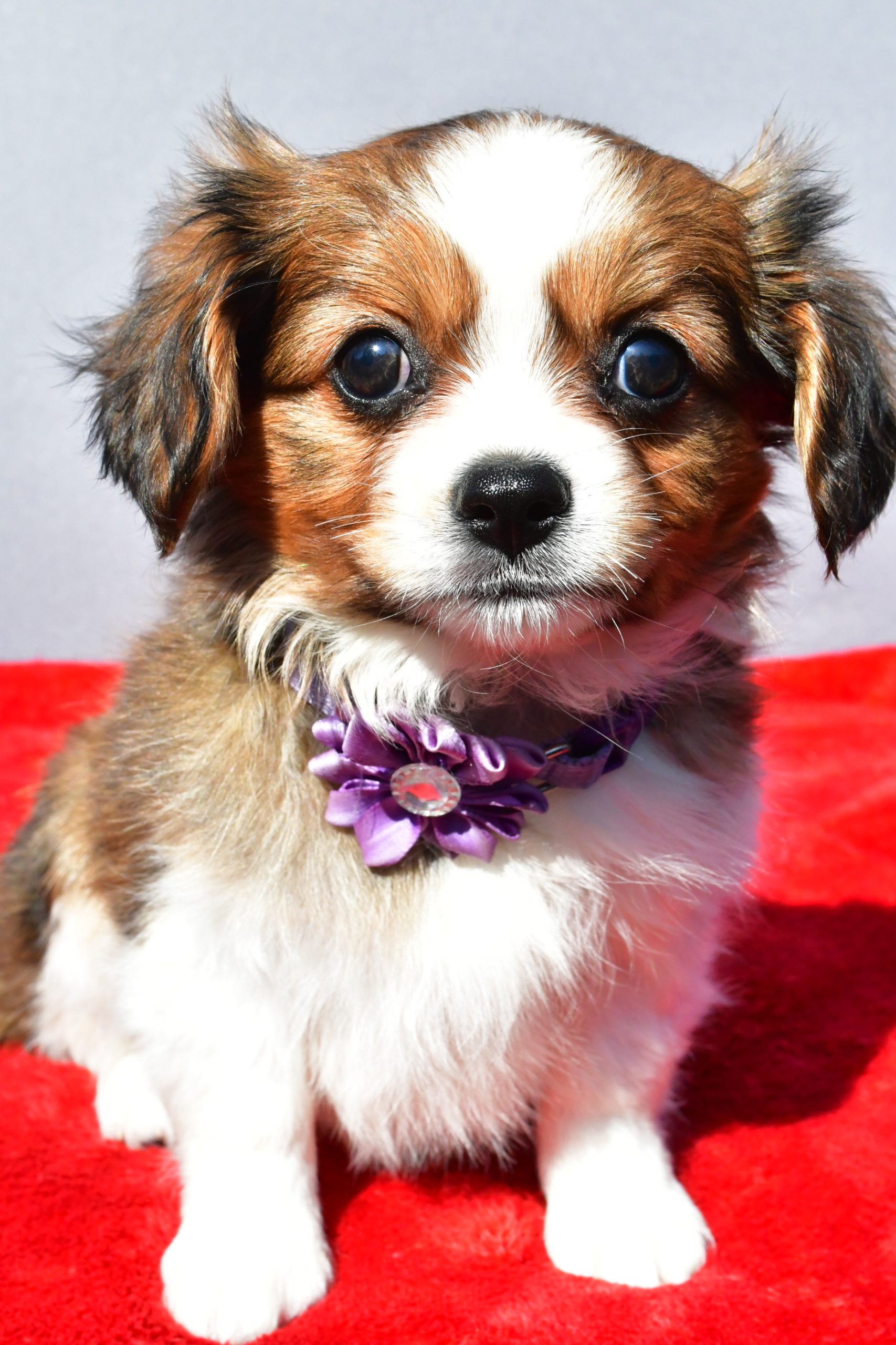 Miss Sierra The Cavalier Mix - Image 3