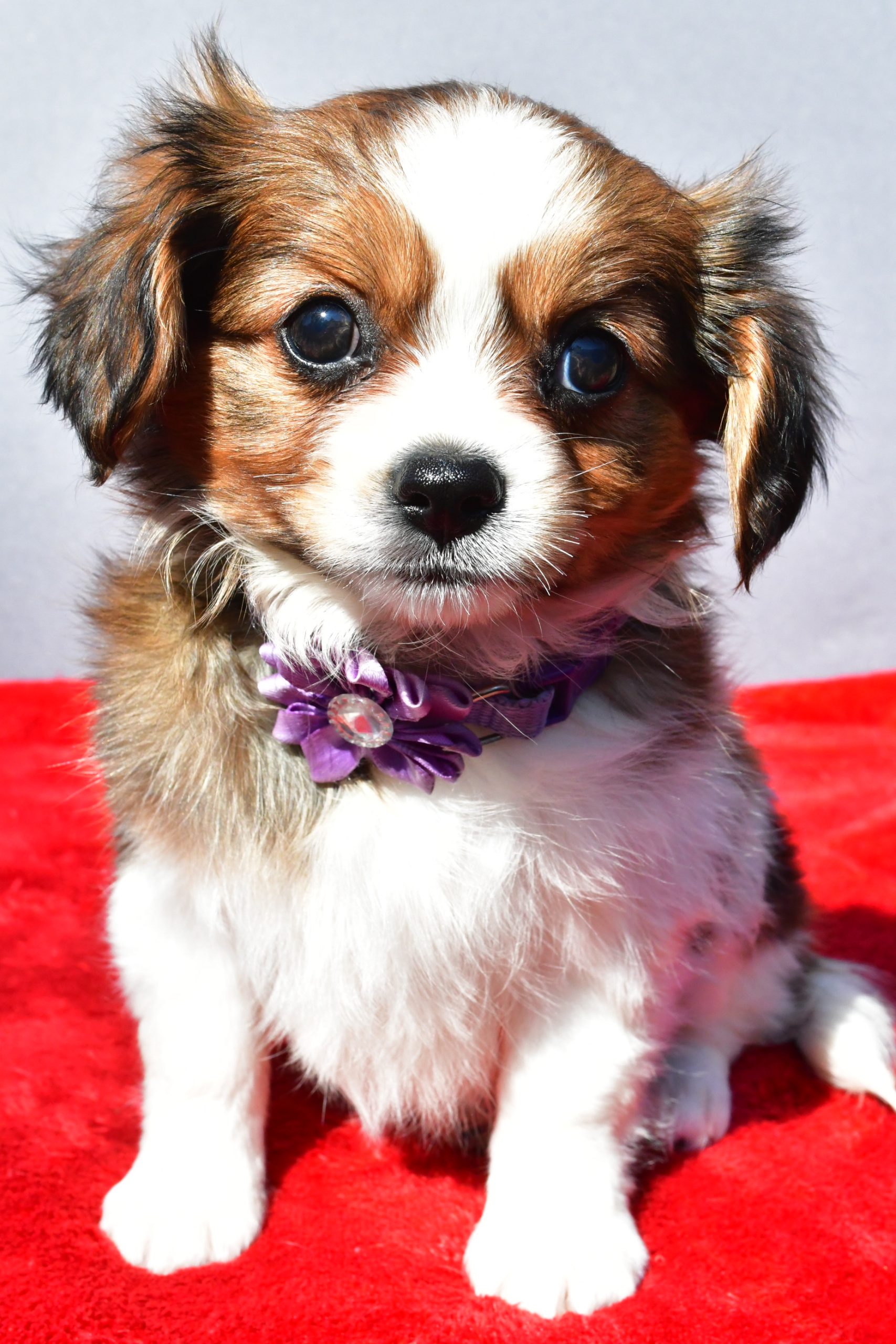Miss Sierra The Cavalier Mix - Image 2