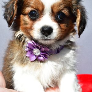 Miss Sierra The Cavalier Mix