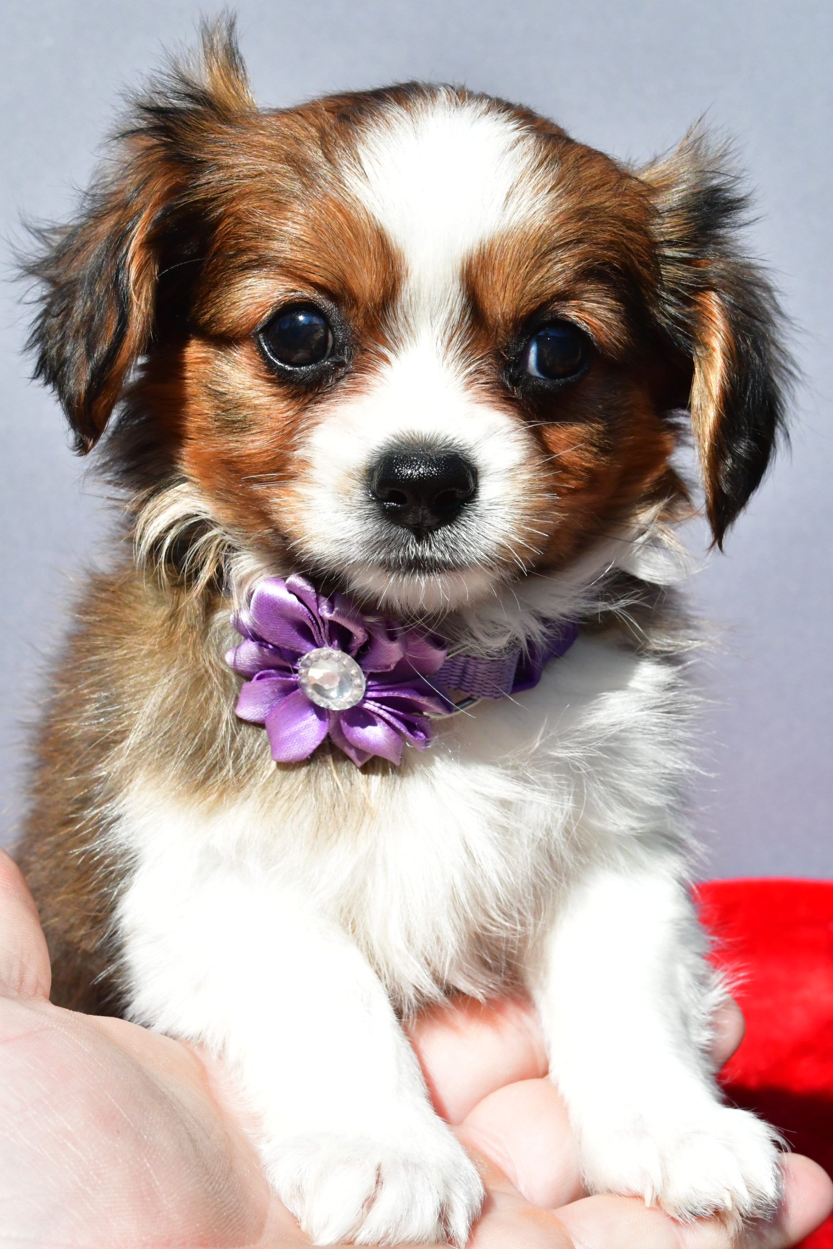 Miss Sierra The Cavalier Mix