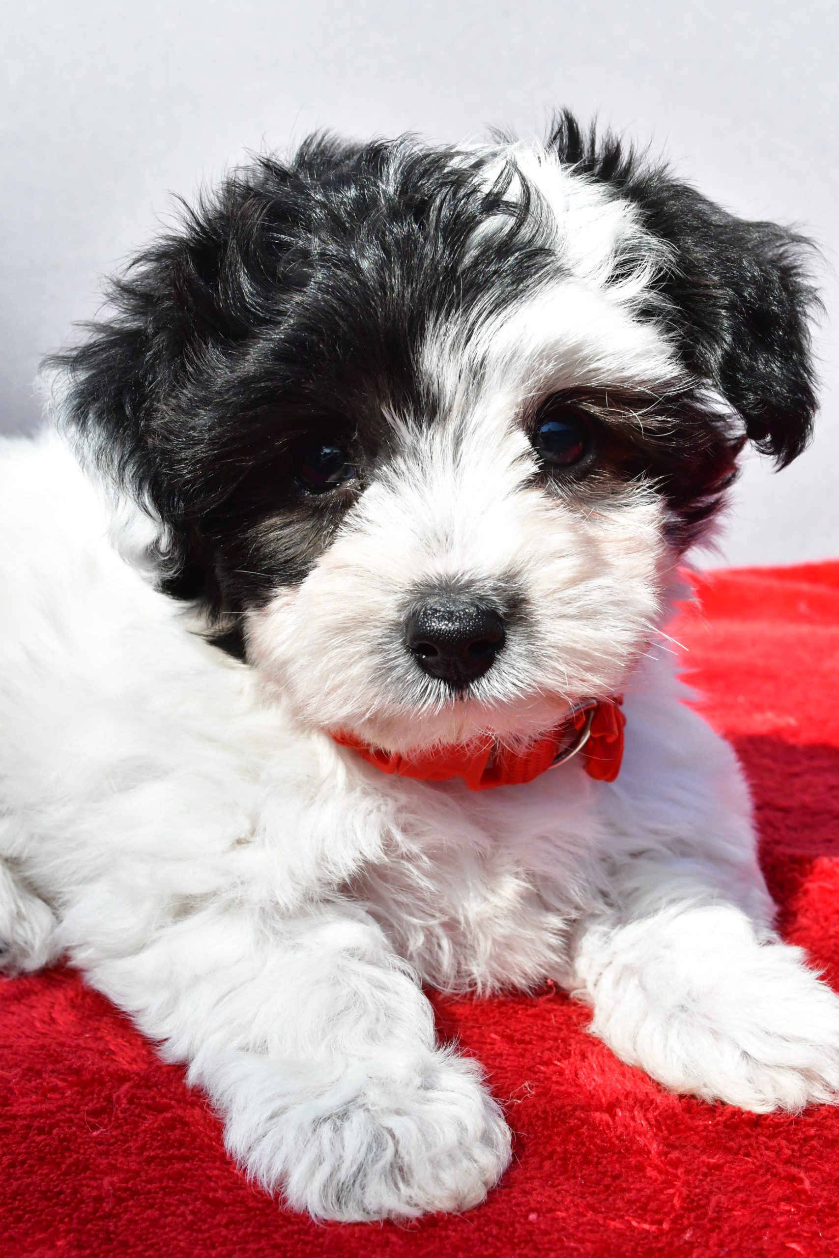 Miss Zoey The Yorkiepoo - Image 6