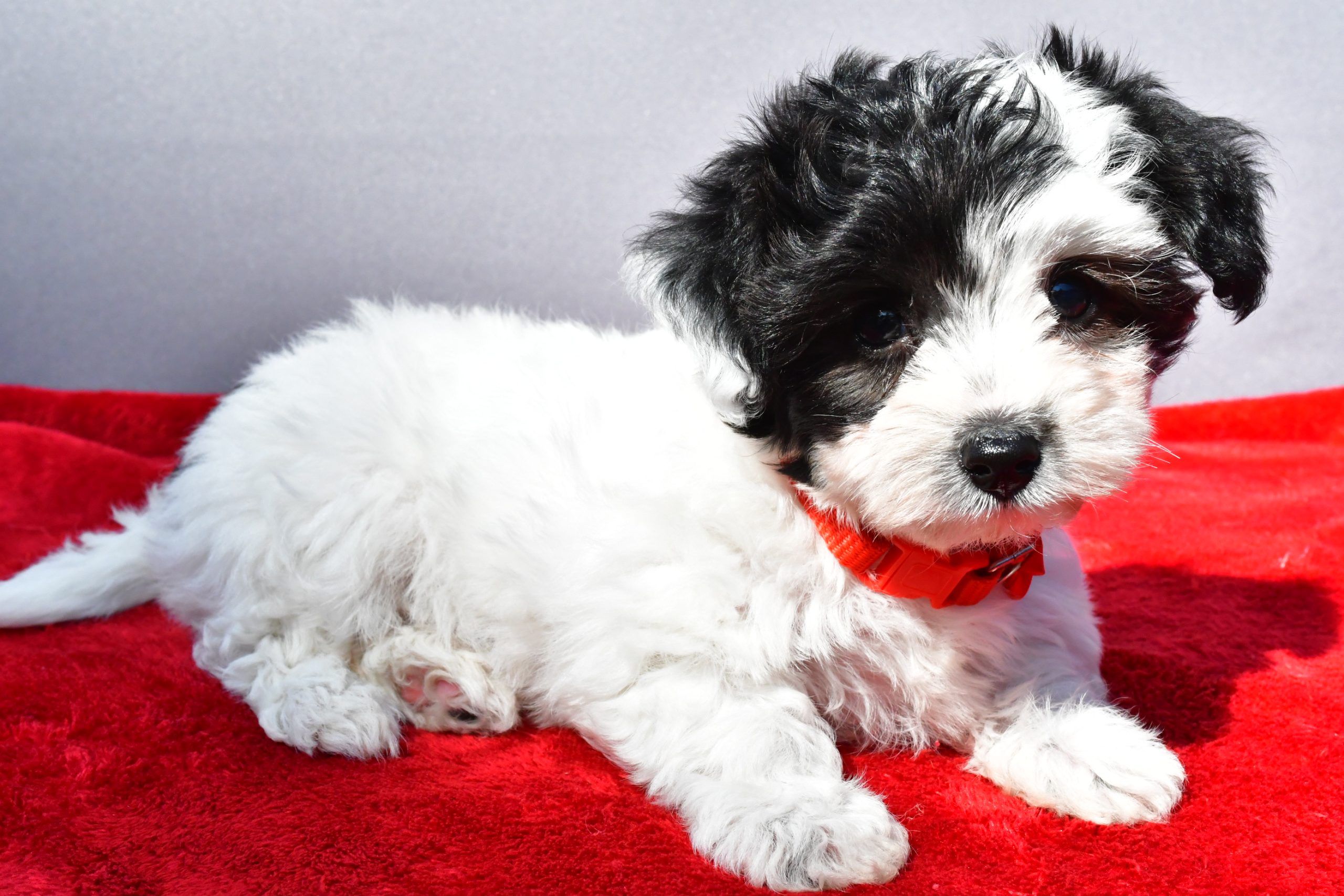 Miss Zoey The Yorkiepoo - Image 7