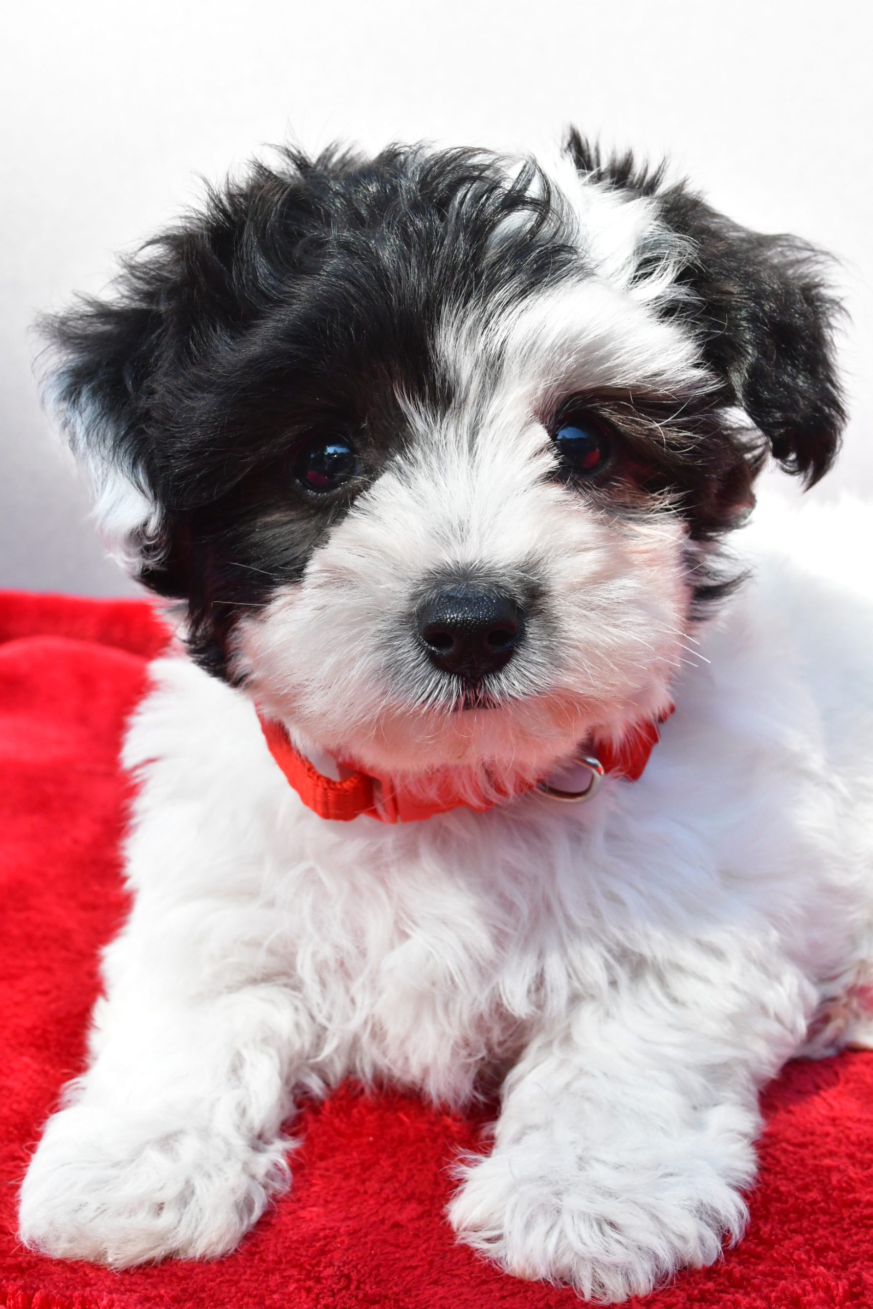 Miss Zoey The Yorkiepoo - Image 4