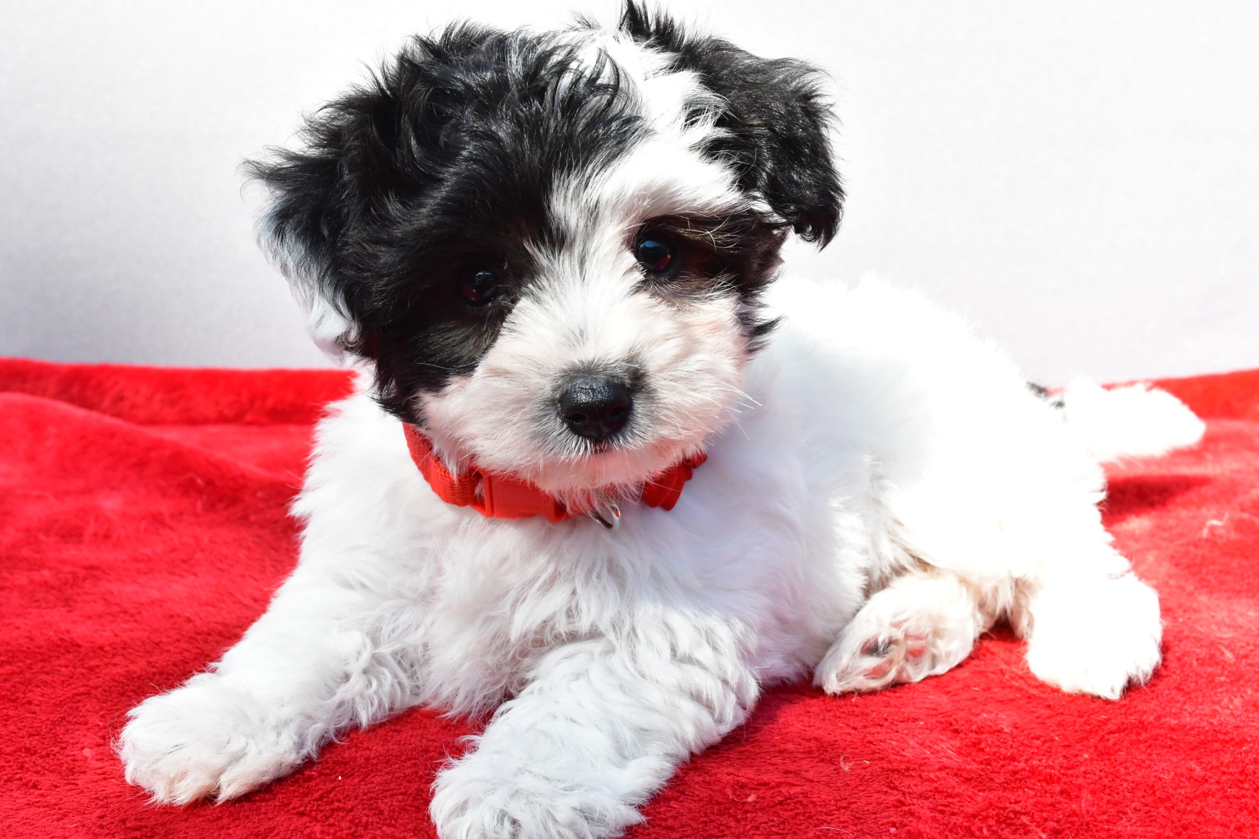 Miss Zoey The Yorkiepoo - Image 8