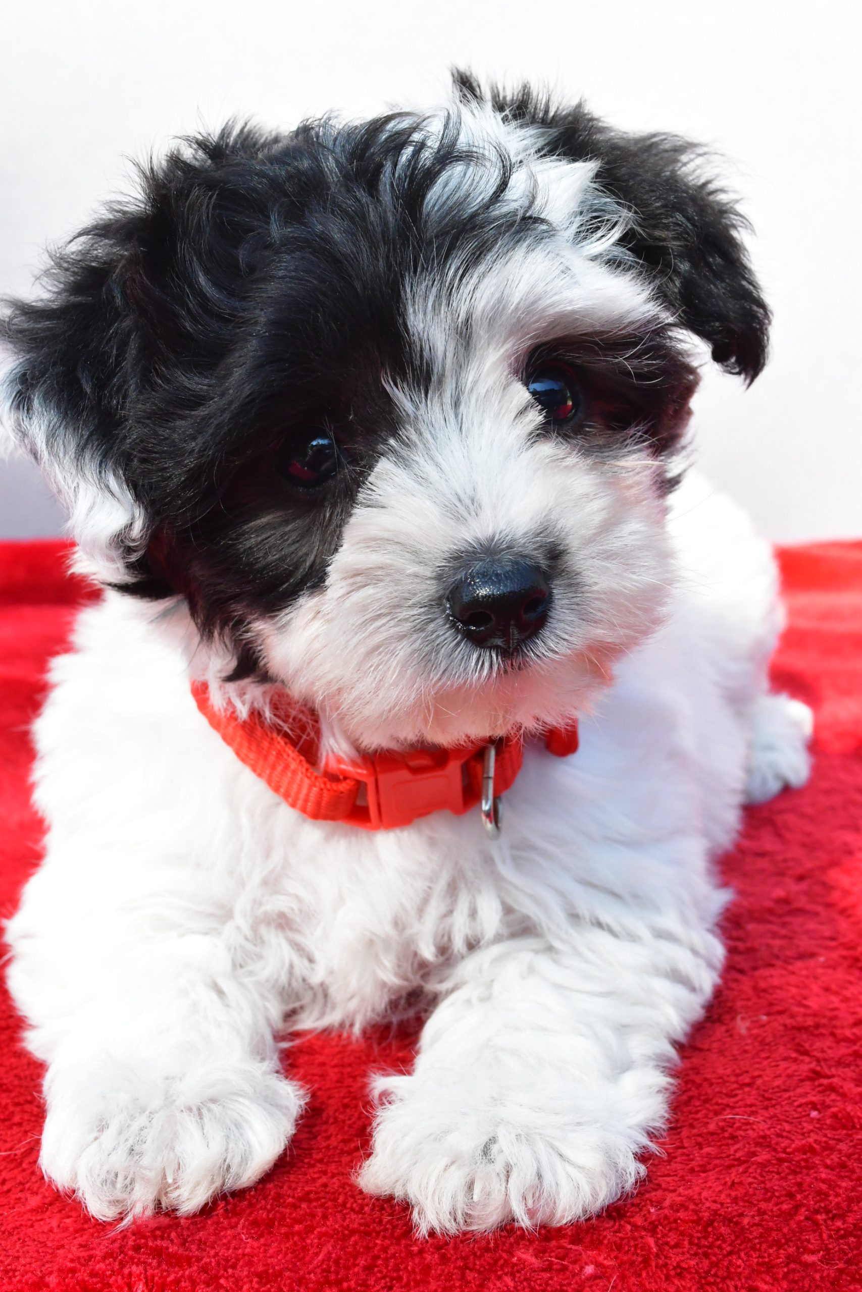 Miss Zoey The Yorkiepoo - Image 5
