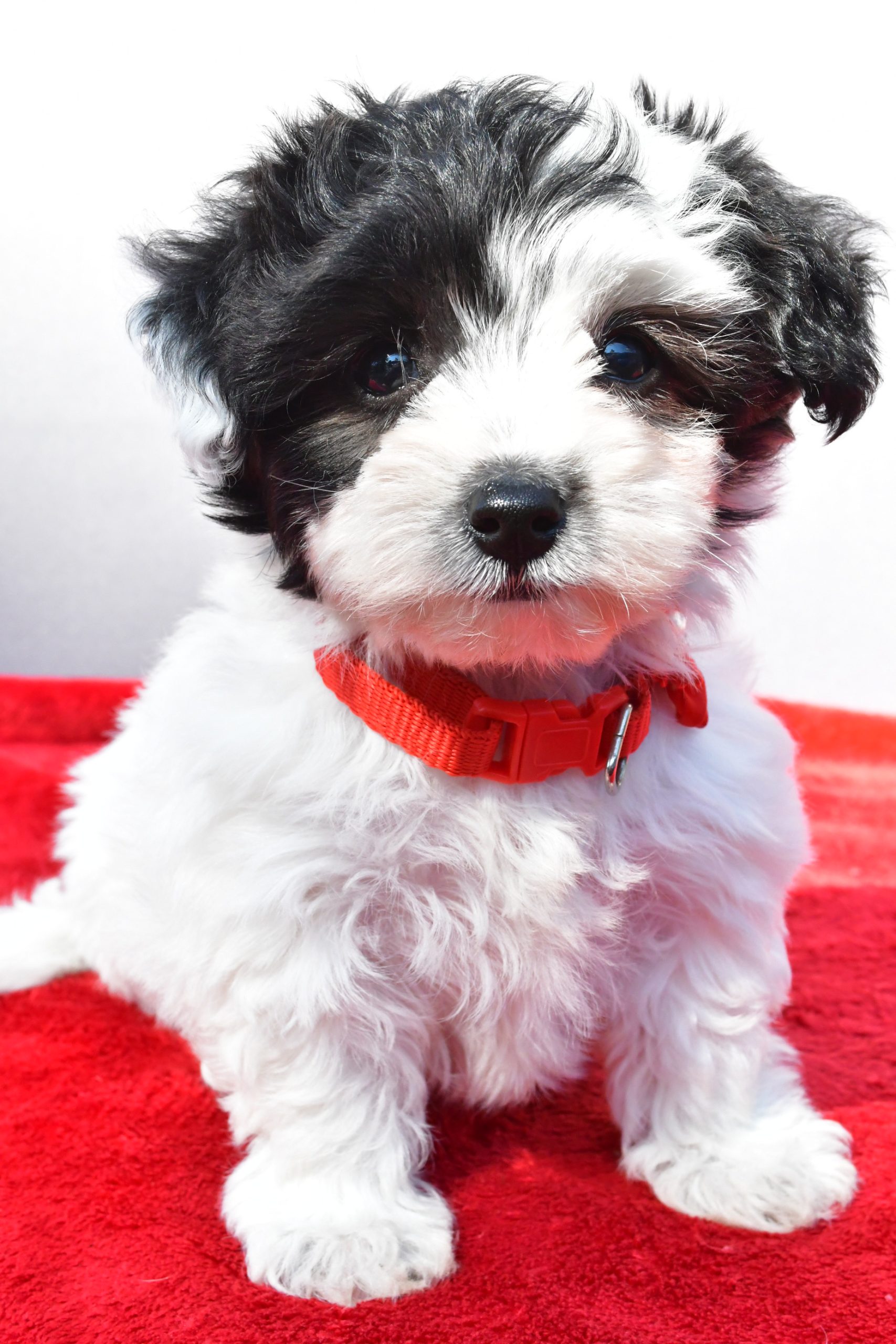 Miss Zoey The Yorkiepoo - Image 2