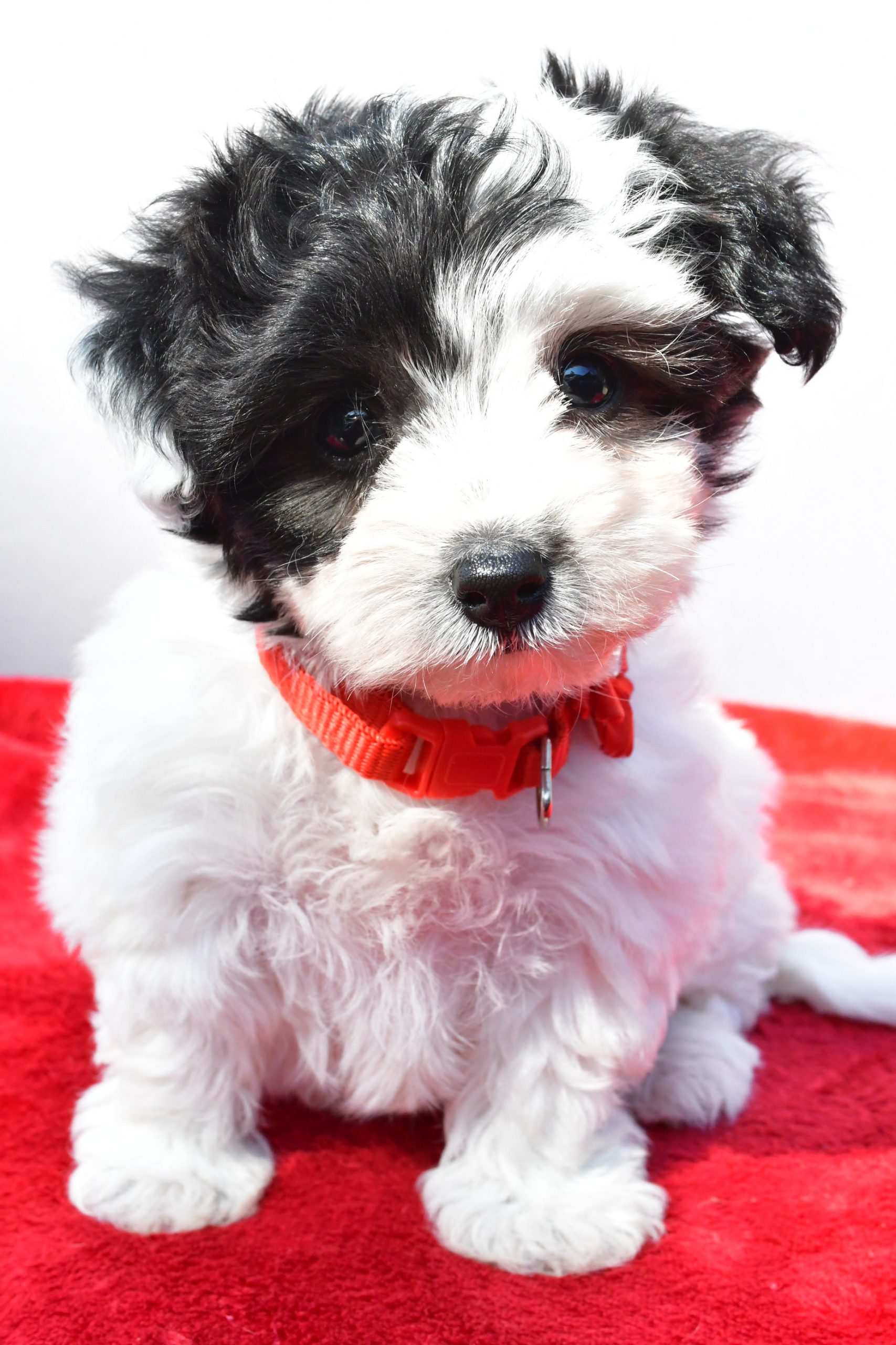 Miss Zoey The Yorkiepoo - Image 3