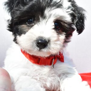 Miss Zoey The Yorkiepoo