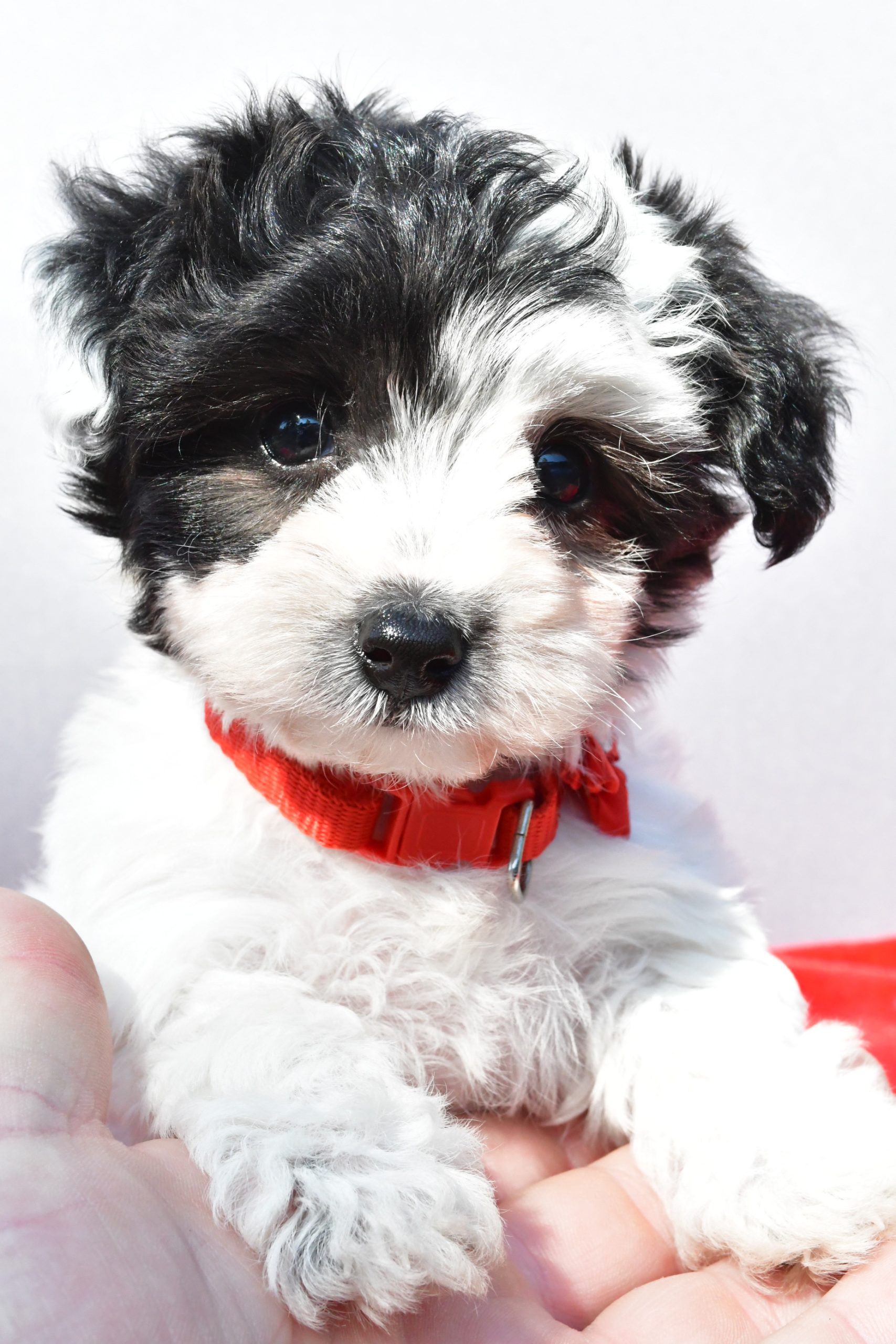 Miss Zoey The Yorkiepoo